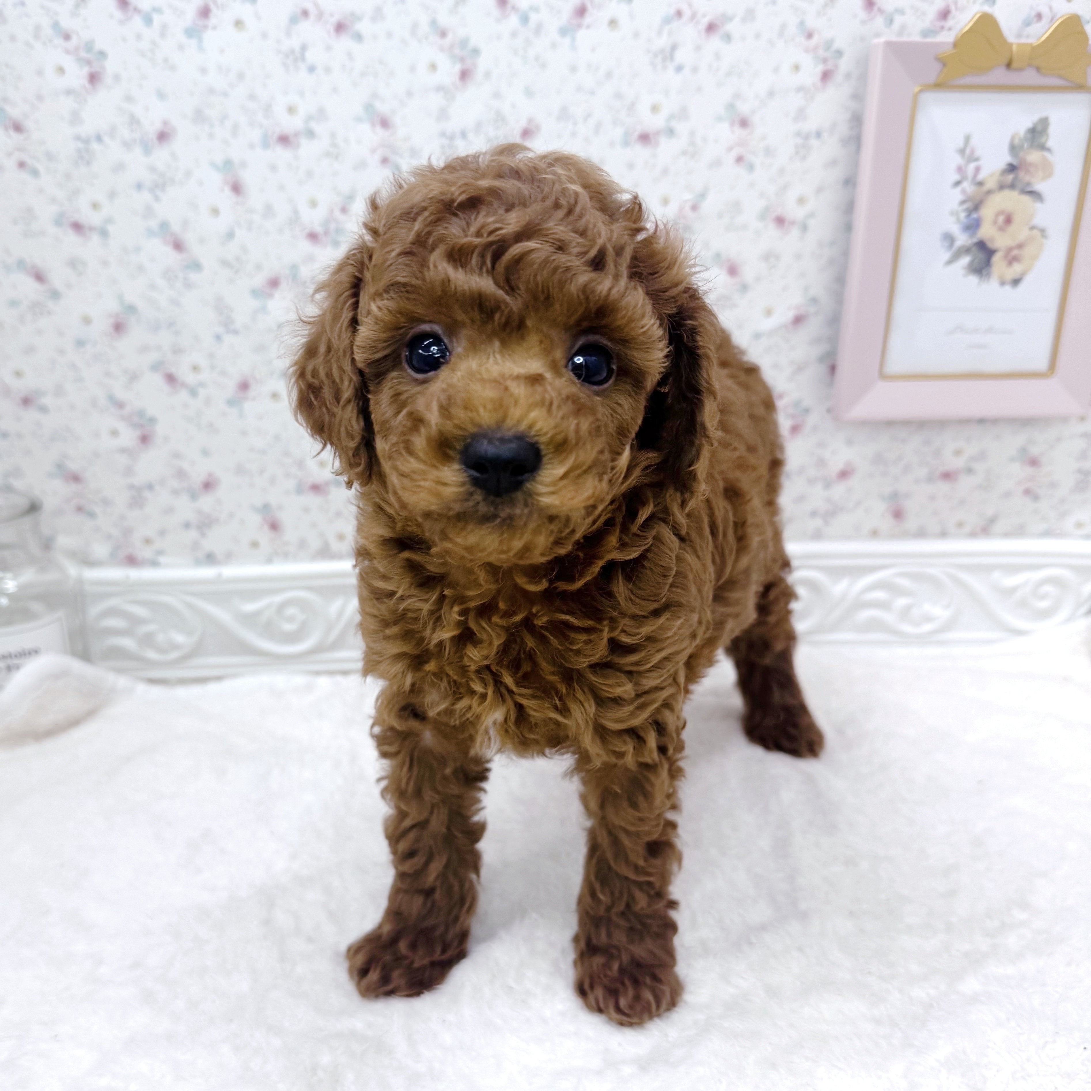 石川県のトイプードル(トイ) (犬の家＆猫の里アミーゴ金沢有松店/2025年8月24日生まれ/男の子/レッド)の子犬