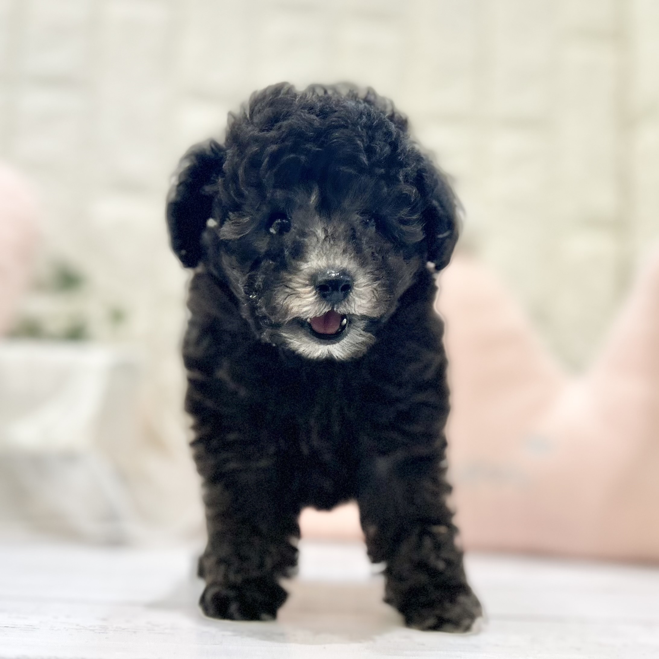 岡山県のタイニープードル (犬の家＆猫の里倉敷店/2025年6月25日生まれ/男の子/シルバー)の子犬の2枚目の画像