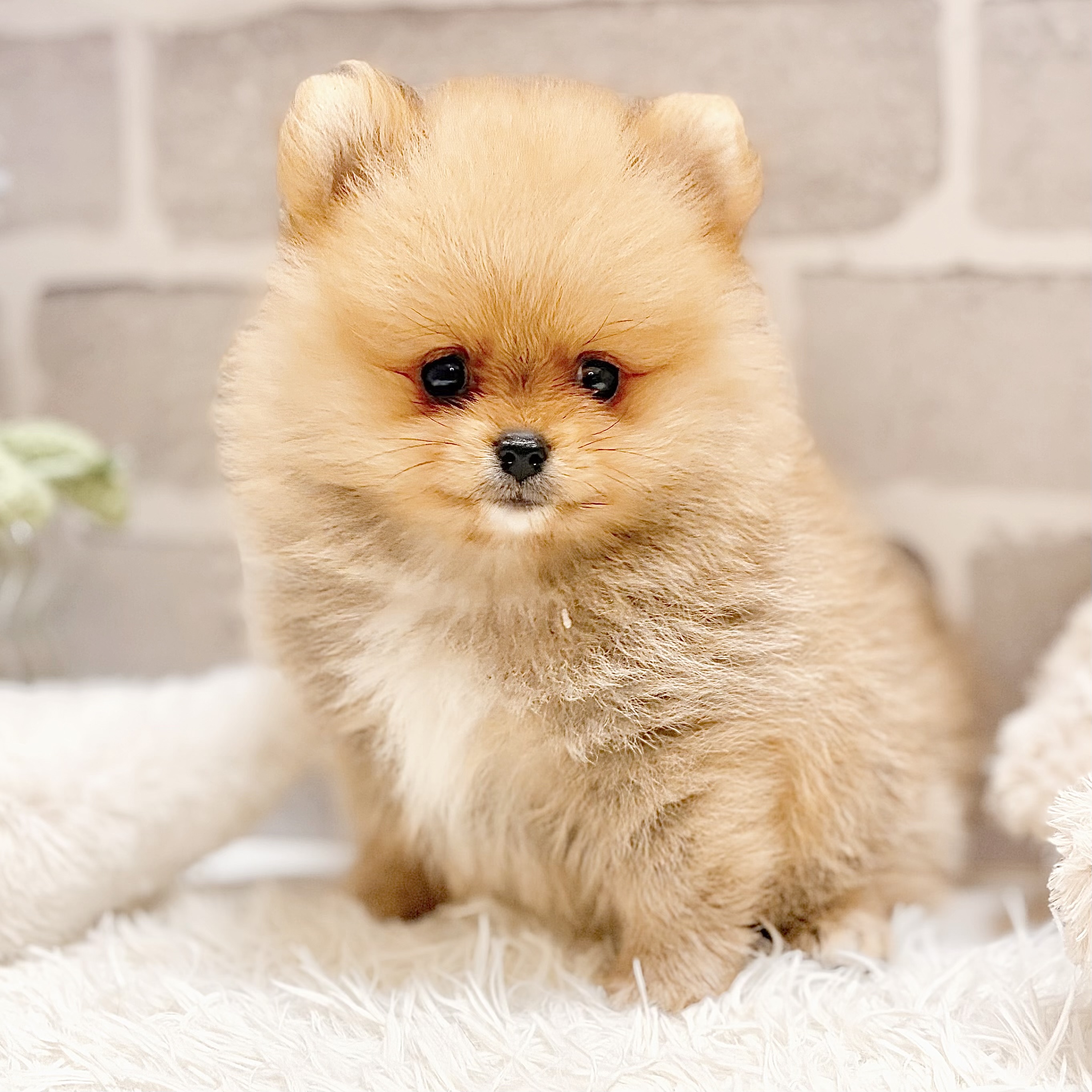 兵庫県のポメラニアン (犬の家＆猫の里神戸店/2026年4月26日生まれ/女の子/オレンジ)の子犬の1枚目の画像