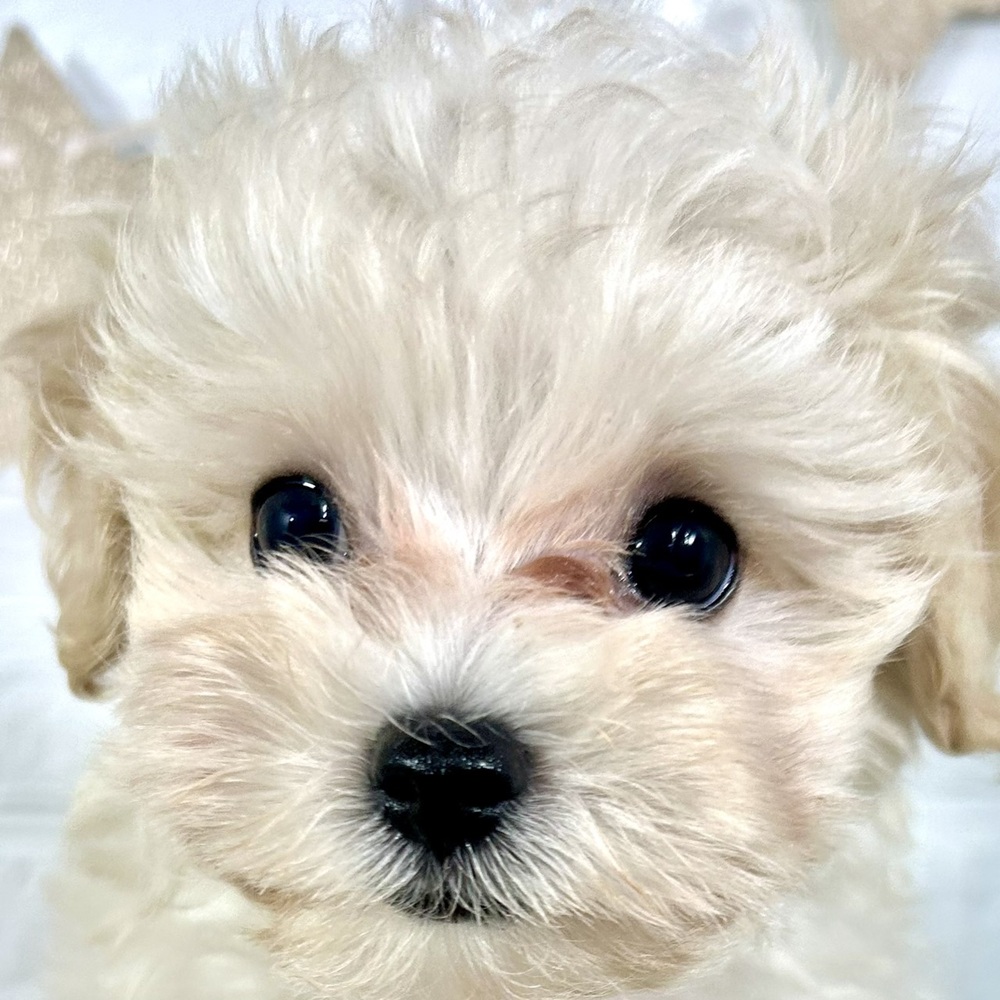 兵庫県のマルプー(マルチーズ×プードル) (犬の家＆猫の里ニッケパークタウン加古川店/2025年8月18日生まれ/男の子/クリームホワイト)の子犬の2枚目の画像