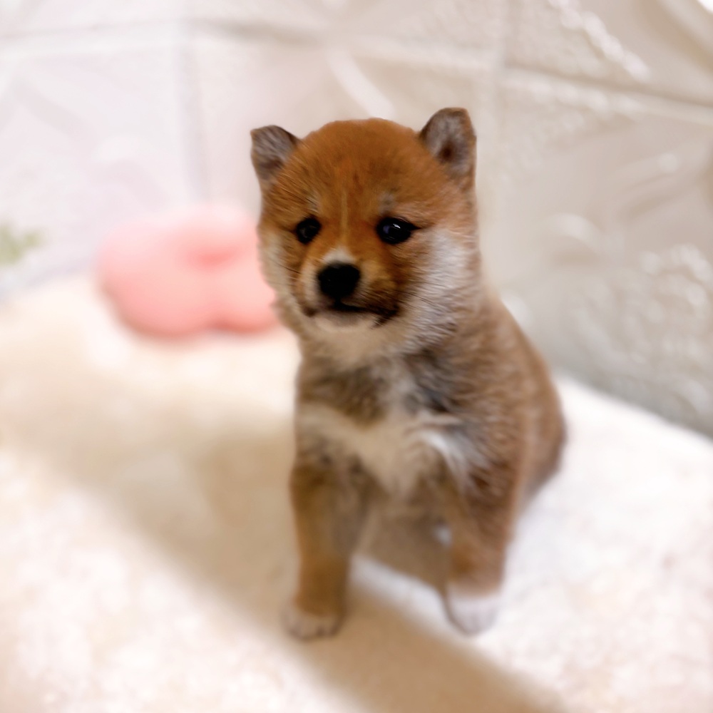 愛知県の柴犬(標準サイズ) (犬の家＆猫の里岡崎店/2026年2月22日生まれ/女の子/赤)の子犬の2枚目の画像