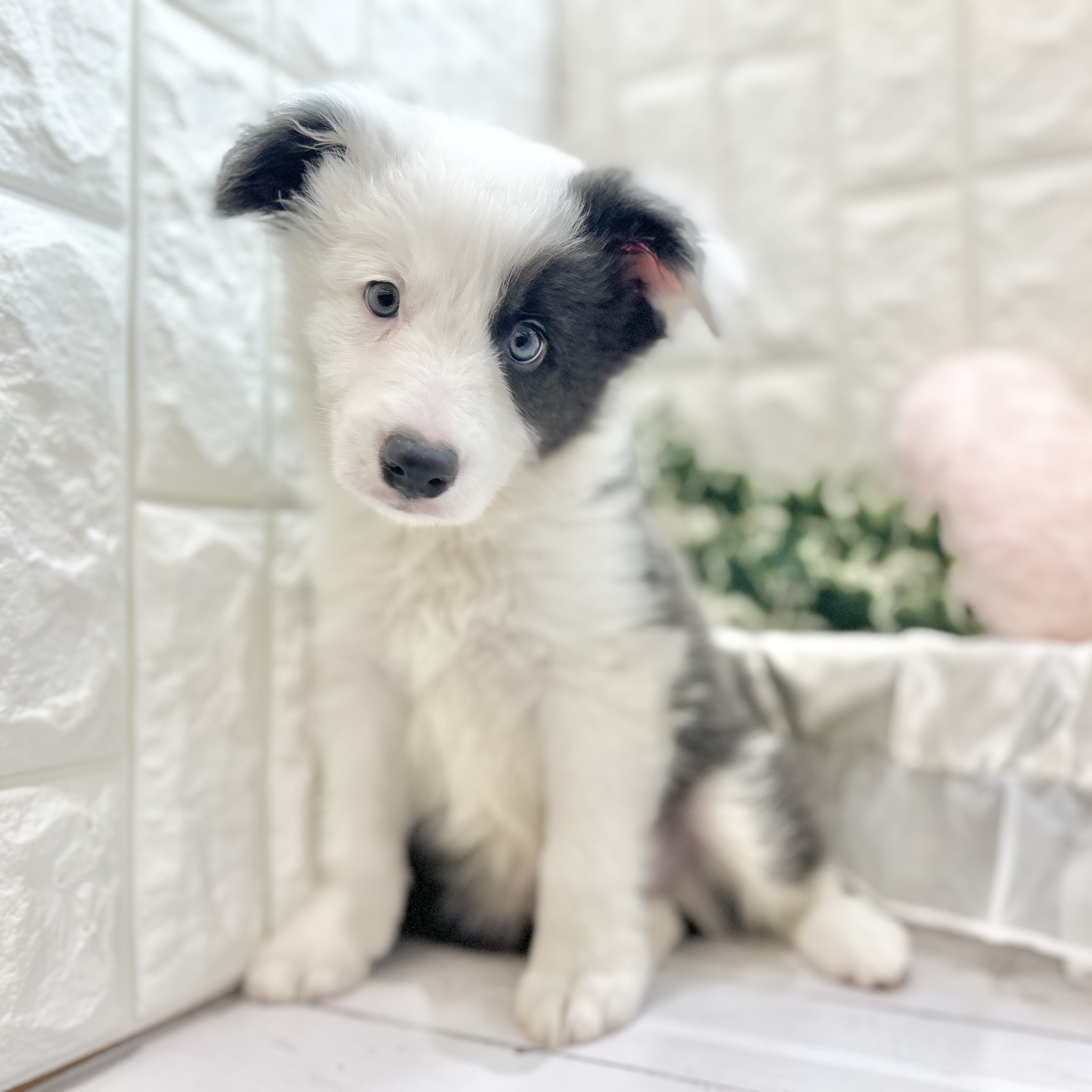 岡山県のボーダーコリー (犬の家＆猫の里倉敷店/2025年6月29日生まれ/男の子/ブルーホワイト)の子犬の1枚目の画像