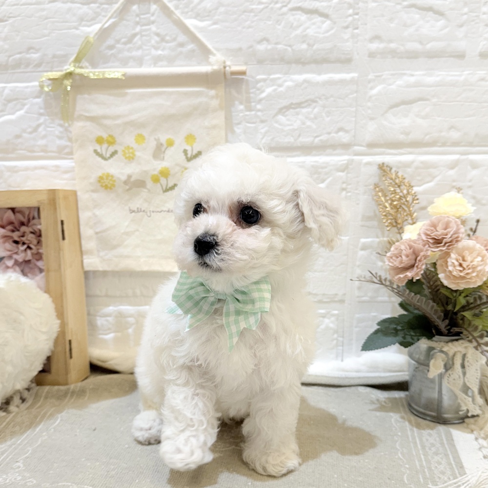 静岡県のビションフリーゼ (犬の家＆猫の里富士店/2025年7月21日生まれ/男の子/ホワイト)の子犬の1枚目の画像