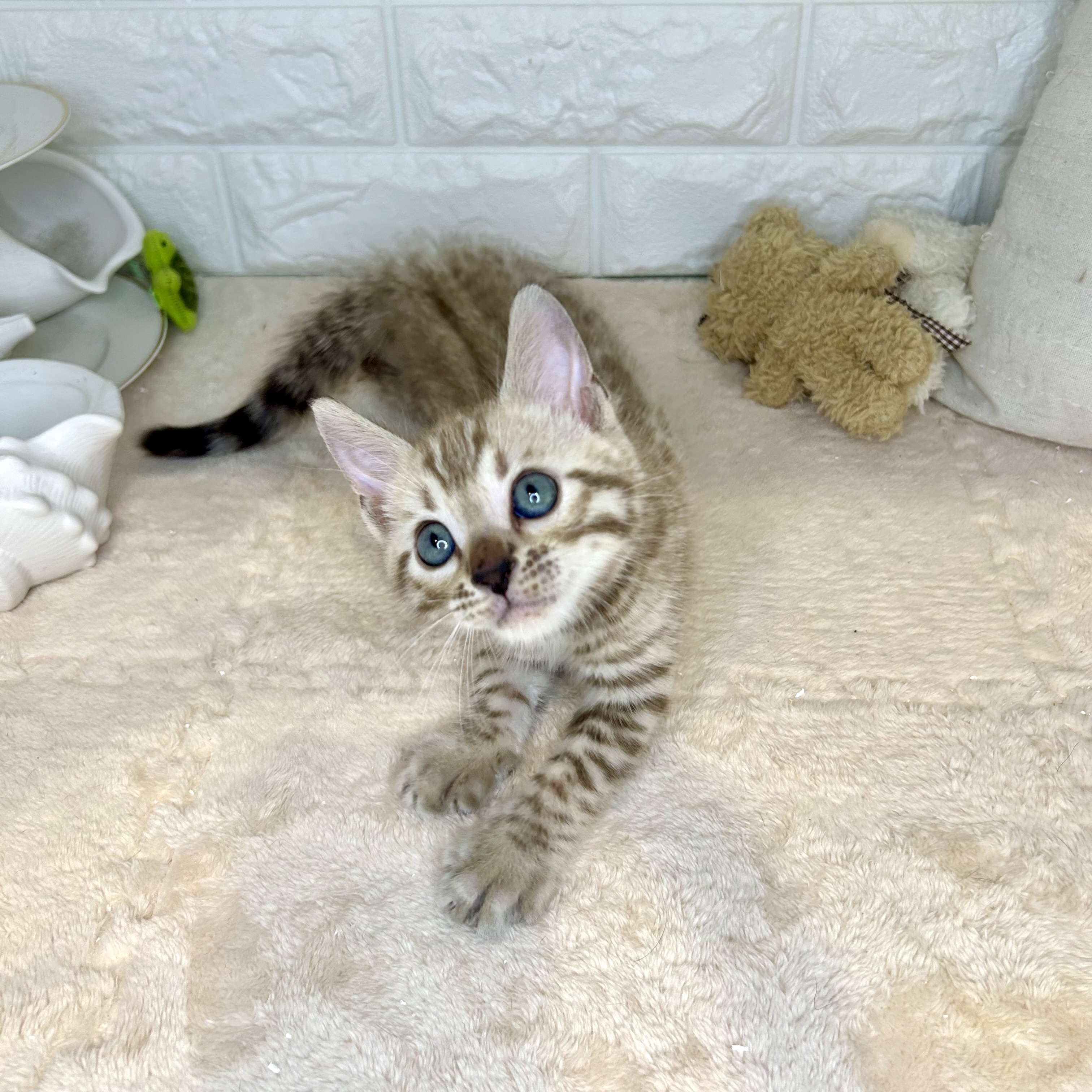 東京都のベンガル (犬の家＆猫の里新宿店/2025年7月15日生まれ/男の子/シールリンクススポテッドタビー)の子猫の2枚目の画像