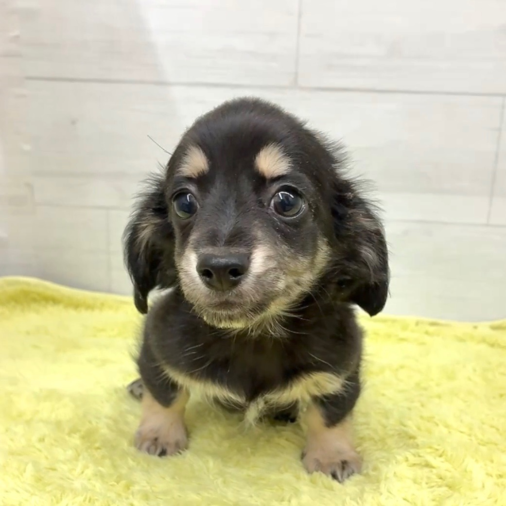 愛知県のチワックス(チワワ×ダックス) (犬の家＆猫の里碧南店/2025年12月9日生まれ/女の子/ブラッククリーム)の子犬の2枚目の画像