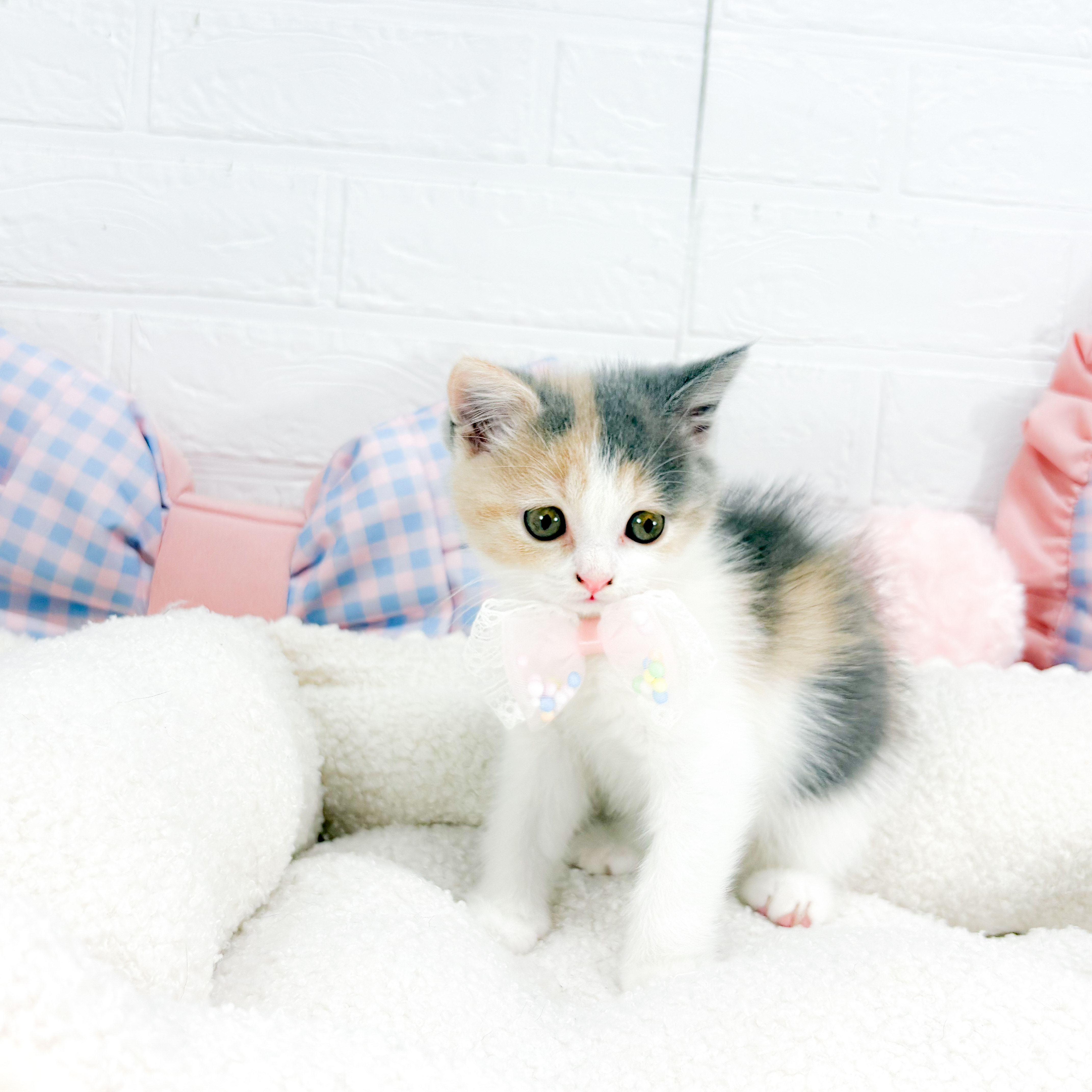 神奈川県のブリティッシュショートヘアー (犬の家＆猫の里元住吉ブレーメン通り店/2025年7月29日生まれ/女の子/ダイリュートキャリコ)の子猫の2枚目の画像