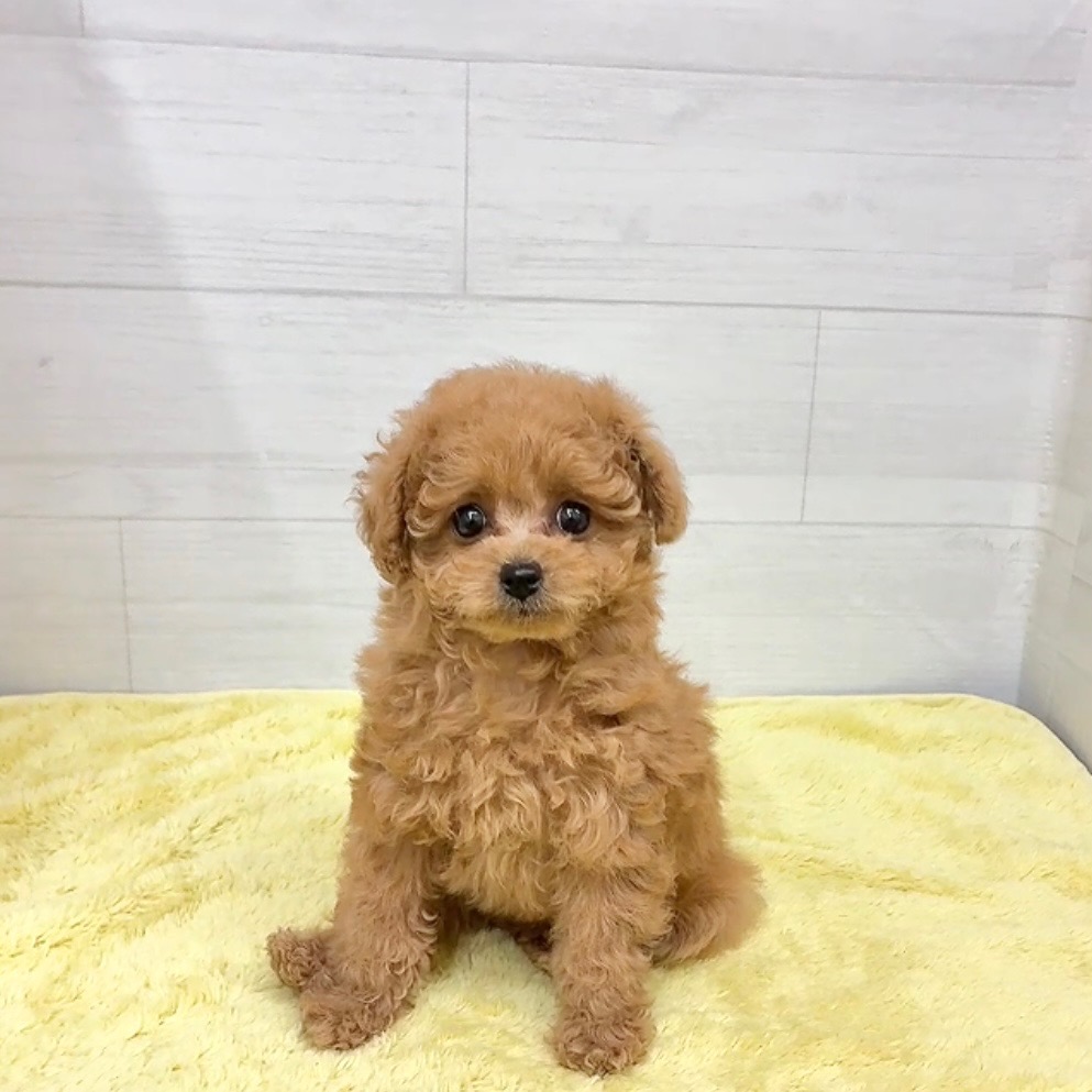 愛知県のトイプードル(トイ) (犬の家＆猫の里碧南店/2025年12月16日生まれ/女の子/オレンジフォーン)の子犬の2枚目の画像