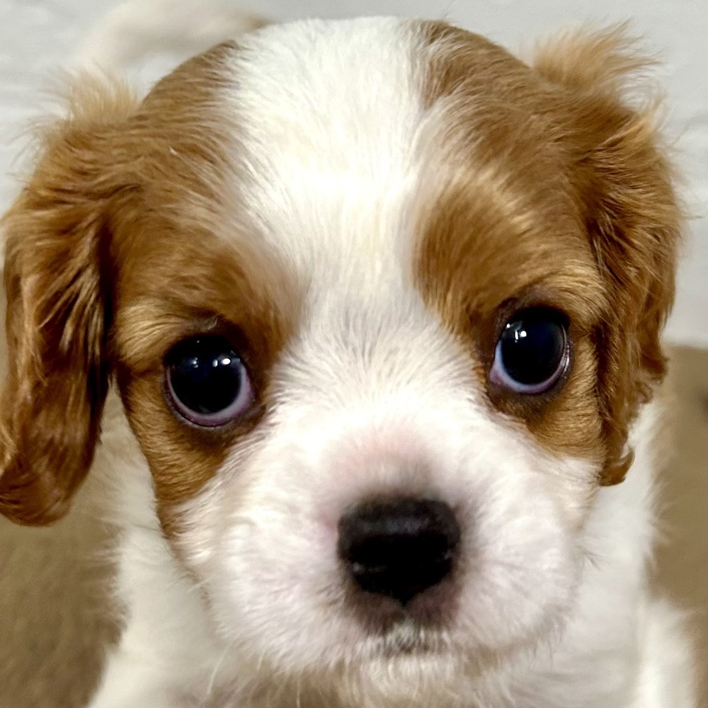 兵庫県のキャバリアキングチャールズスパニエル (犬の家＆猫の里ニッケパークタウン加古川店/2025年8月24日生まれ/男の子/ブレンハイム)の子犬の1枚目の画像