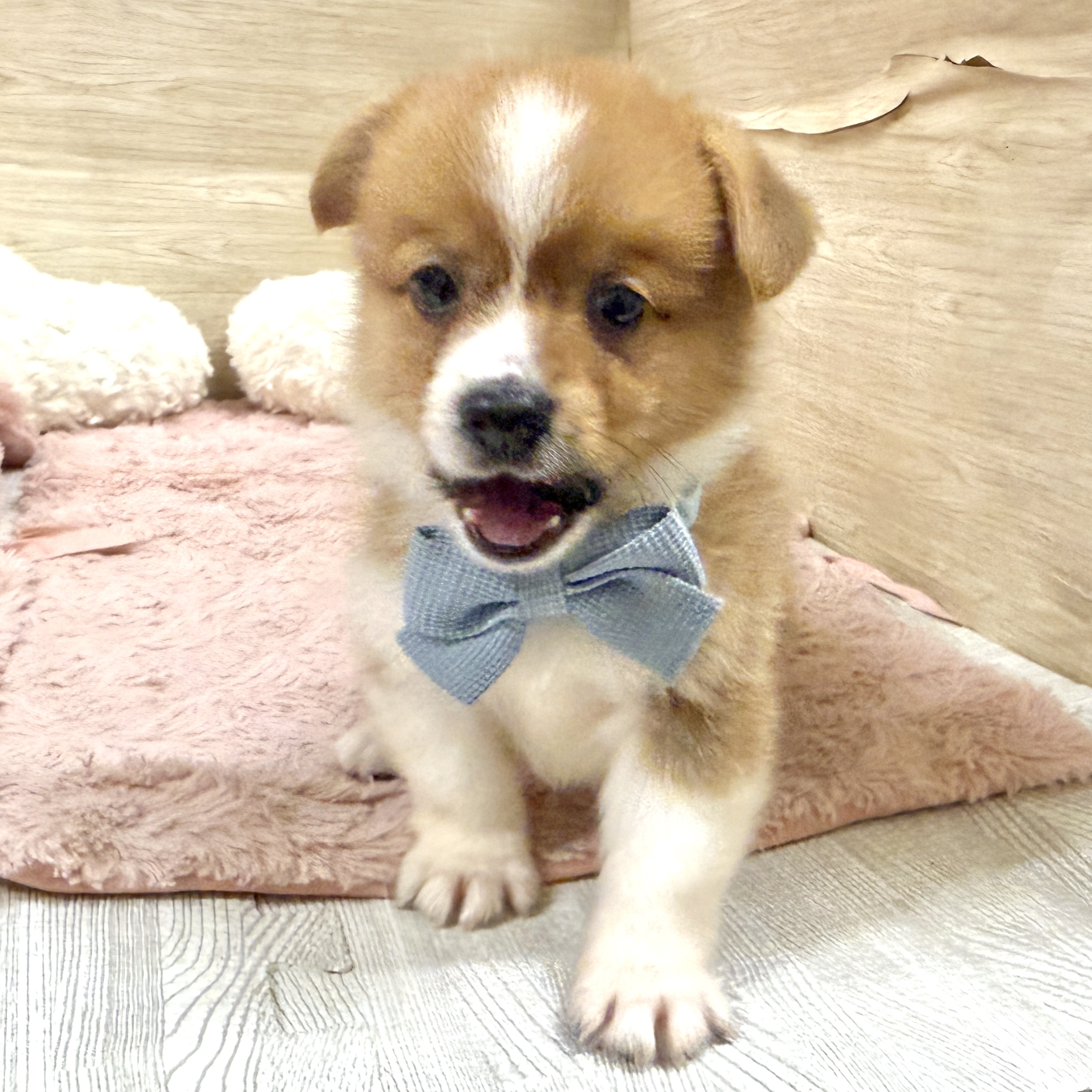 大阪府のポメコーギー(ポメラニアン×コーギー) (犬の家＆猫の里そよら東岸和田店/2026年7月23日生まれ/男の子/レッドホワイト)の子犬の2枚目の画像
