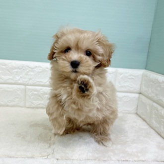 静岡県のマルプー(マルチーズ×プードル) (犬の家＆猫の里マークイズ静岡店/2025年10月30日生まれ/女の子/クリームホワイト)の子犬の2枚目の画像