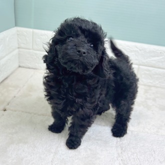静岡県のトイプードル(トイ) (犬の家＆猫の里マークイズ静岡店/2025年11月1日生まれ/女の子/ブラック)の子犬の1枚目の画像