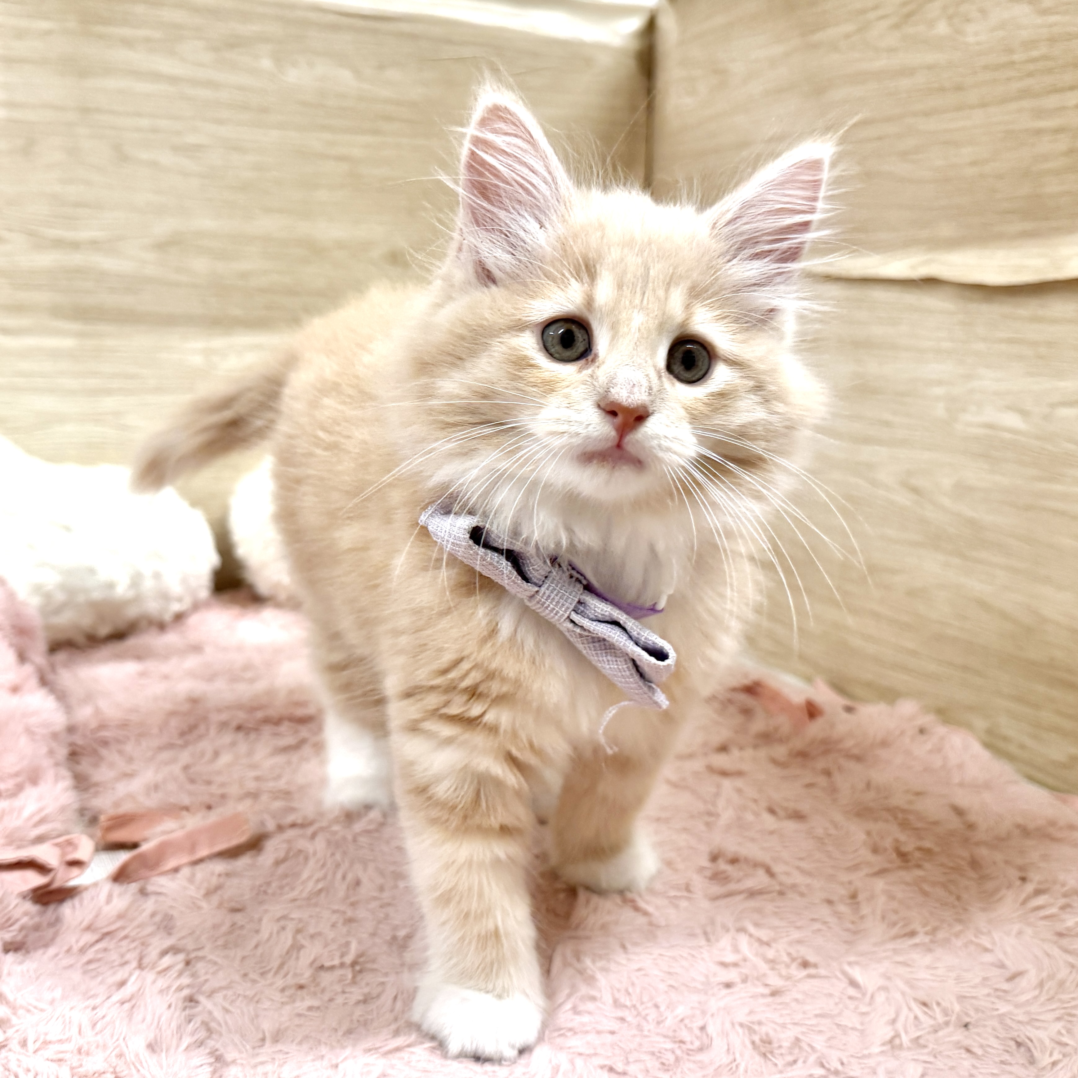 大阪府のノルウェージャンフォレストキャット (犬の家＆猫の里そよら東岸和田店/2026年7月23日生まれ/女の子/クリームタビーホワイト)の子猫の1枚目の画像