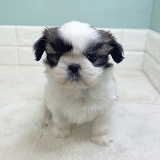 静岡県のシーズー (犬の家＆猫の里マークイズ静岡店/2025年11月3日生まれ/男の子/ホワイトゴールド)の子犬の2枚目の画像