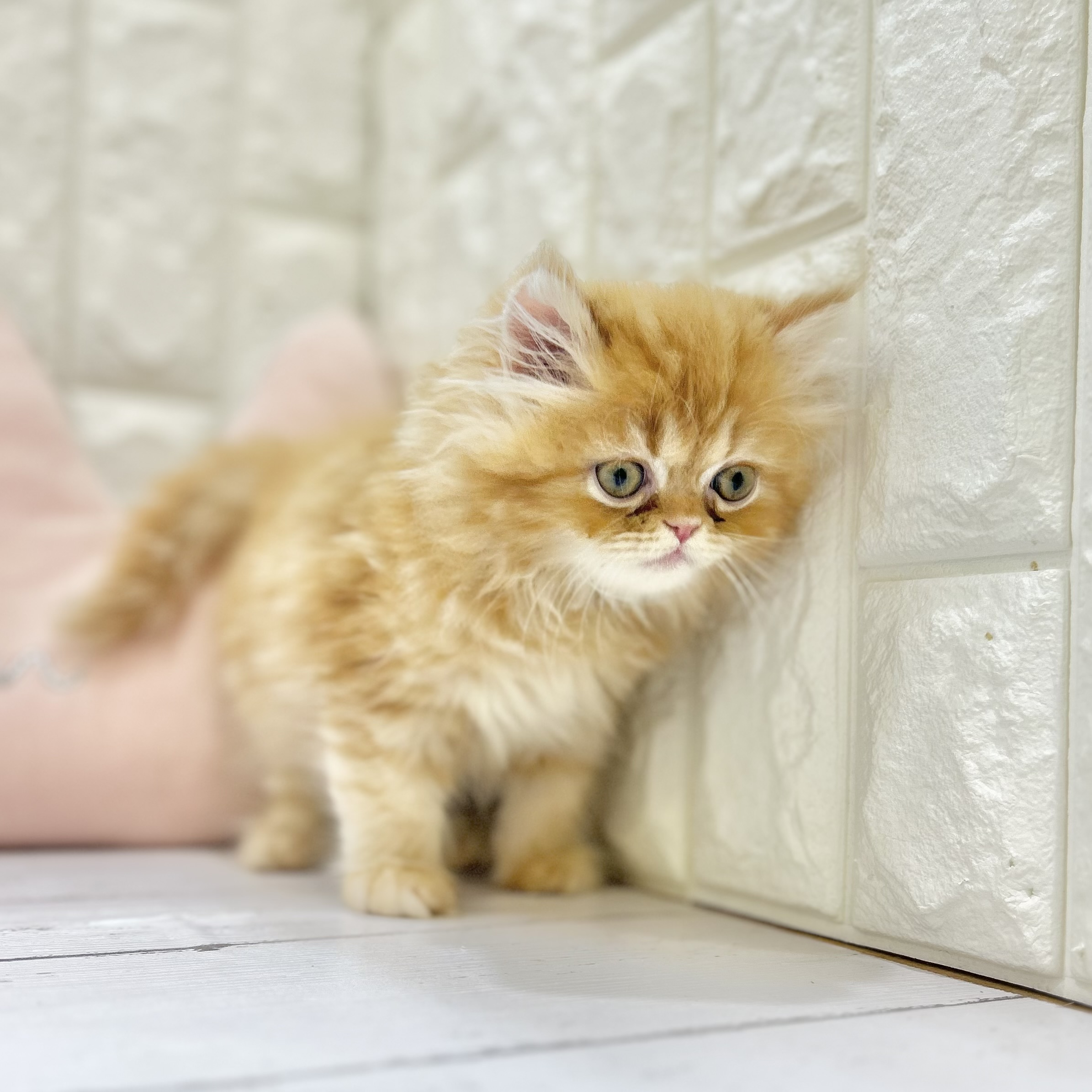 岡山県のエキゾチック (犬の家＆猫の里倉敷店/2025年7月3日生まれ/男の子/レッドタビー)の子猫の2枚目の画像