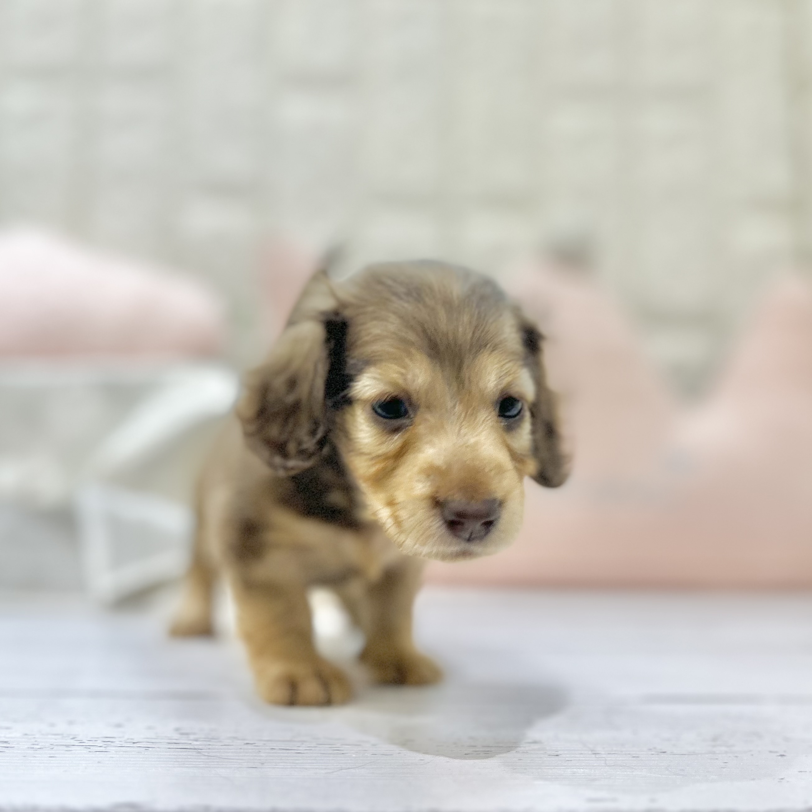 岡山県のミニチュアダックスフンド(ロング) (犬の家＆猫の里倉敷店/2025年6月25日生まれ/女の子/レッド)の子犬の2枚目の画像
