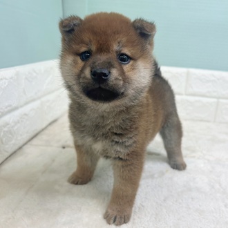 静岡県の柴犬(標準サイズ) (犬の家＆猫の里マークイズ静岡店/2025年11月1日生まれ/女の子/赤)の子犬の1枚目の画像