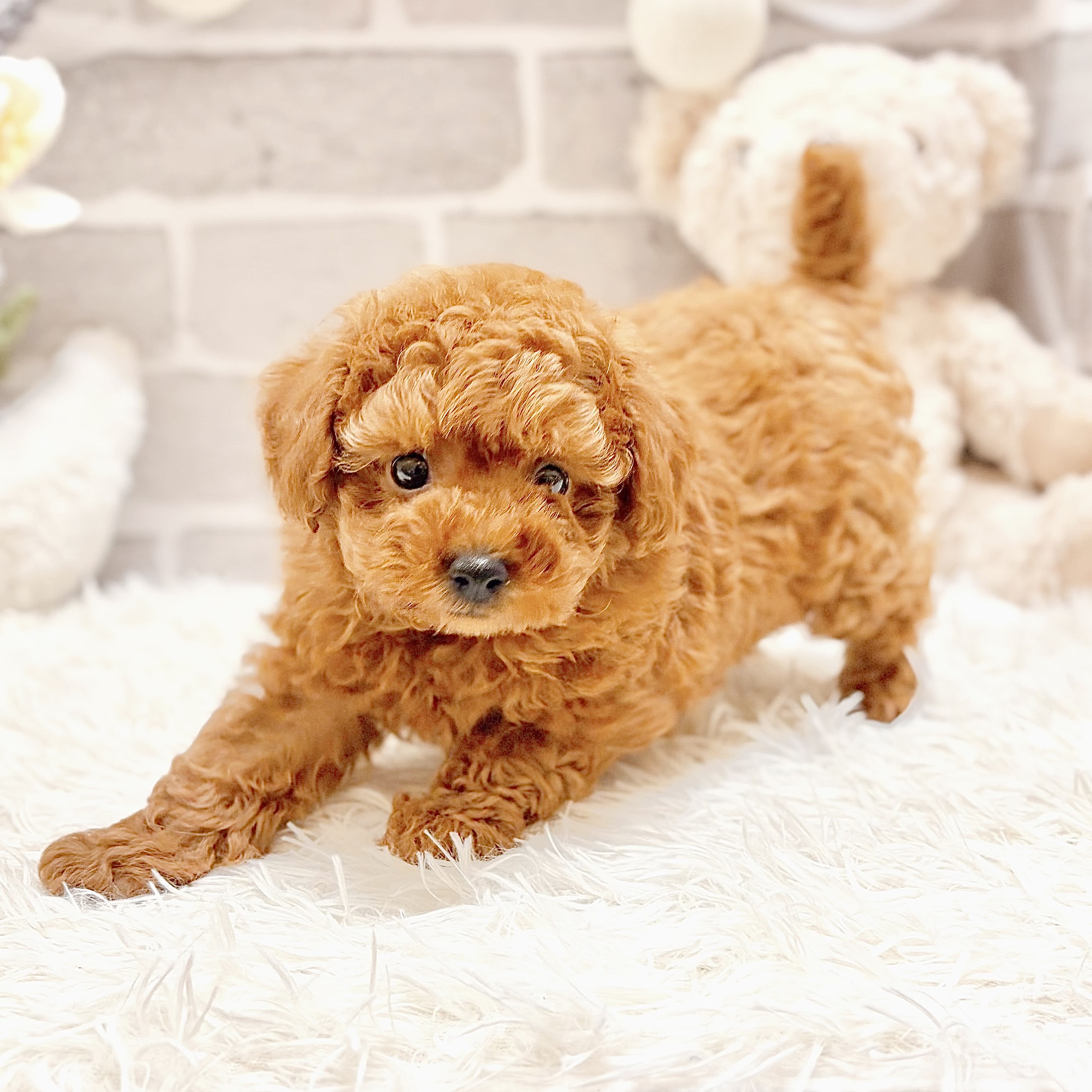 兵庫県のトイプードル(トイ) (犬の家＆猫の里神戸店/2026年5月1日生まれ/男の子/レッドフォーン)の子犬の2枚目の画像