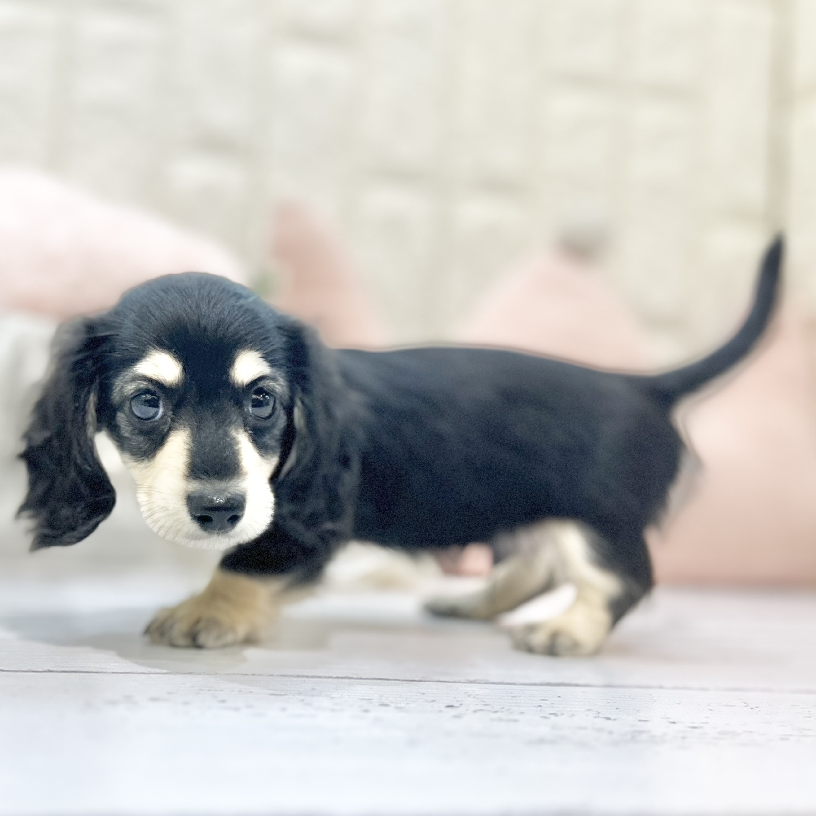 岡山県のミニチュアダックスフンド(ロング) (犬の家＆猫の里倉敷店/2025年7月2日生まれ/男の子/ブラックイエロー)の子犬の2枚目の画像