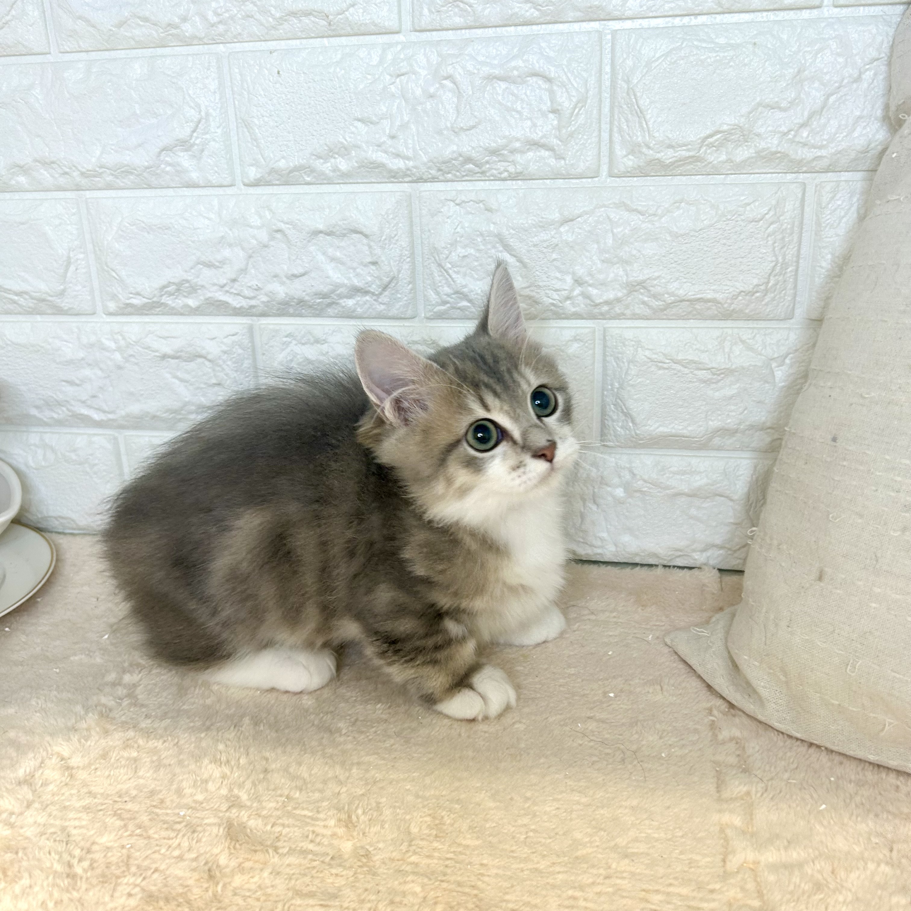 東京都のミヌエット (犬の家＆猫の里新宿店/2025年7月8日生まれ/男の子/ブルータビーホワイト)の子猫の2枚目の画像