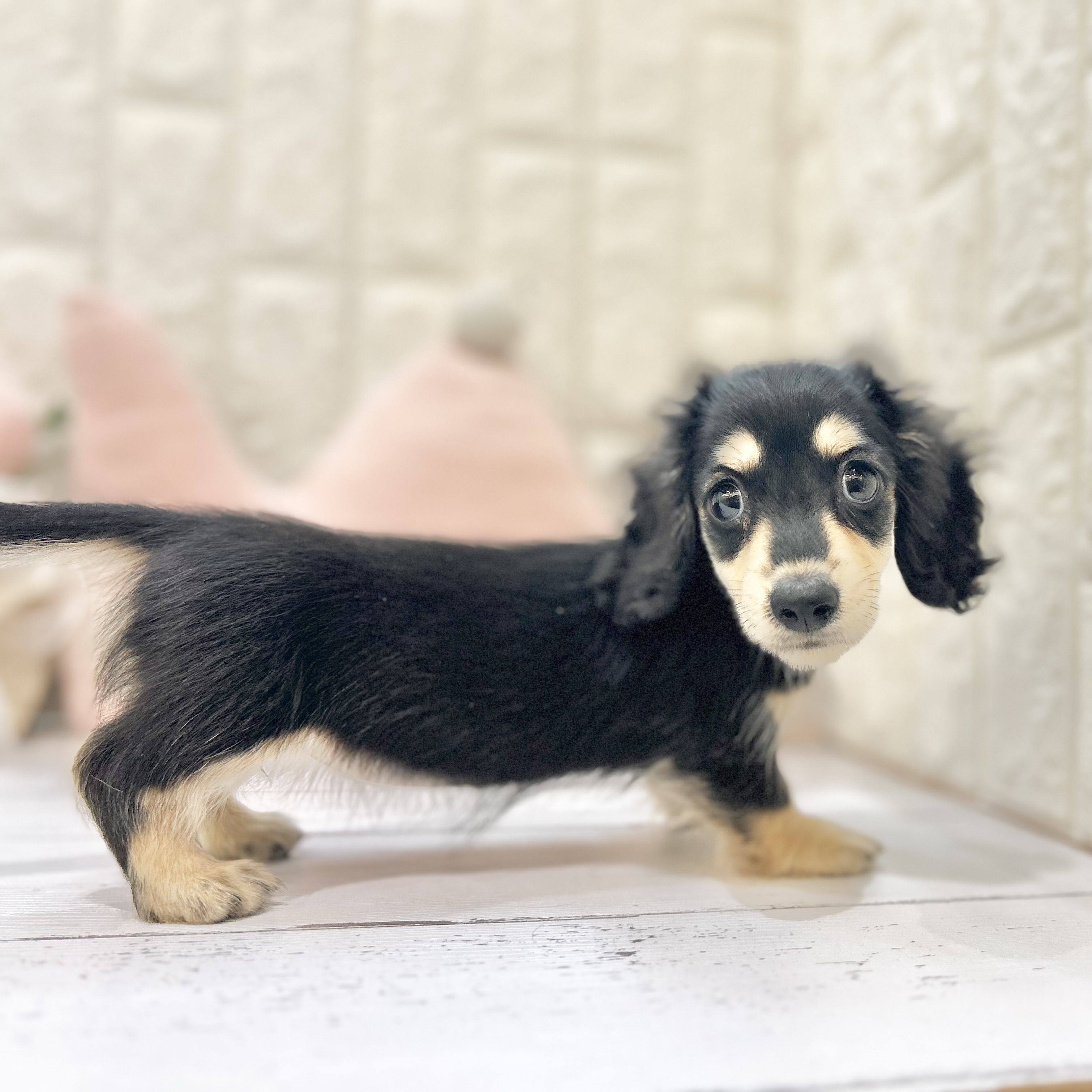 岡山県のミニチュアダックスフンド(ロング) (犬の家＆猫の里倉敷店/2025年6月30日生まれ/女の子/ブラックイエロー)の子犬の2枚目の画像