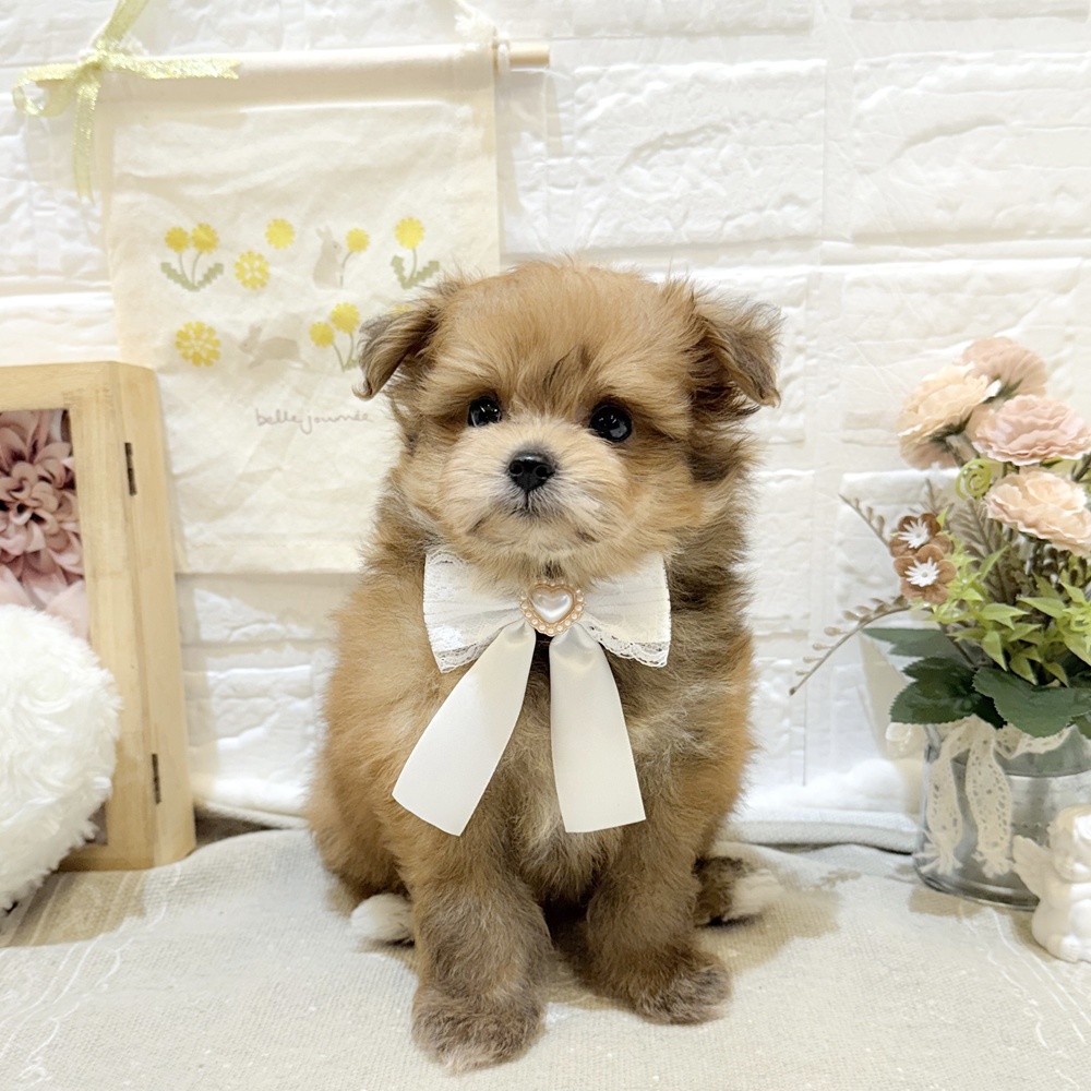 静岡県のポメプー(ポメラニアン×プードル) (犬の家＆猫の里富士店/2025年7月27日生まれ/女の子/レッド)の子犬の1枚目の画像