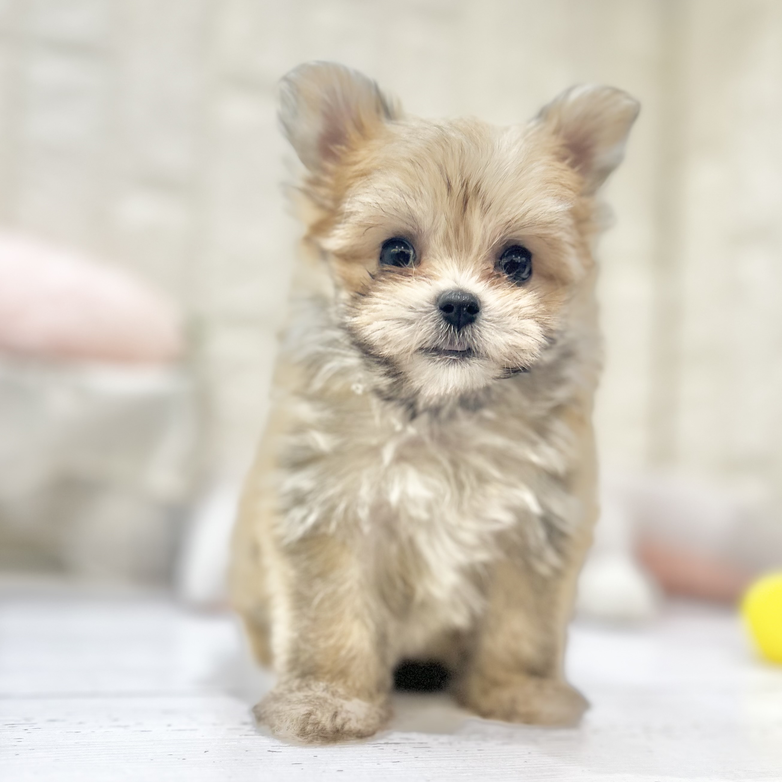 岡山県のポメマル/マルポメ(ポメラニアン×マルチーズ) (犬の家＆猫の里倉敷店/2025年7月6日生まれ/女の子/フォーン)の子犬の2枚目の画像