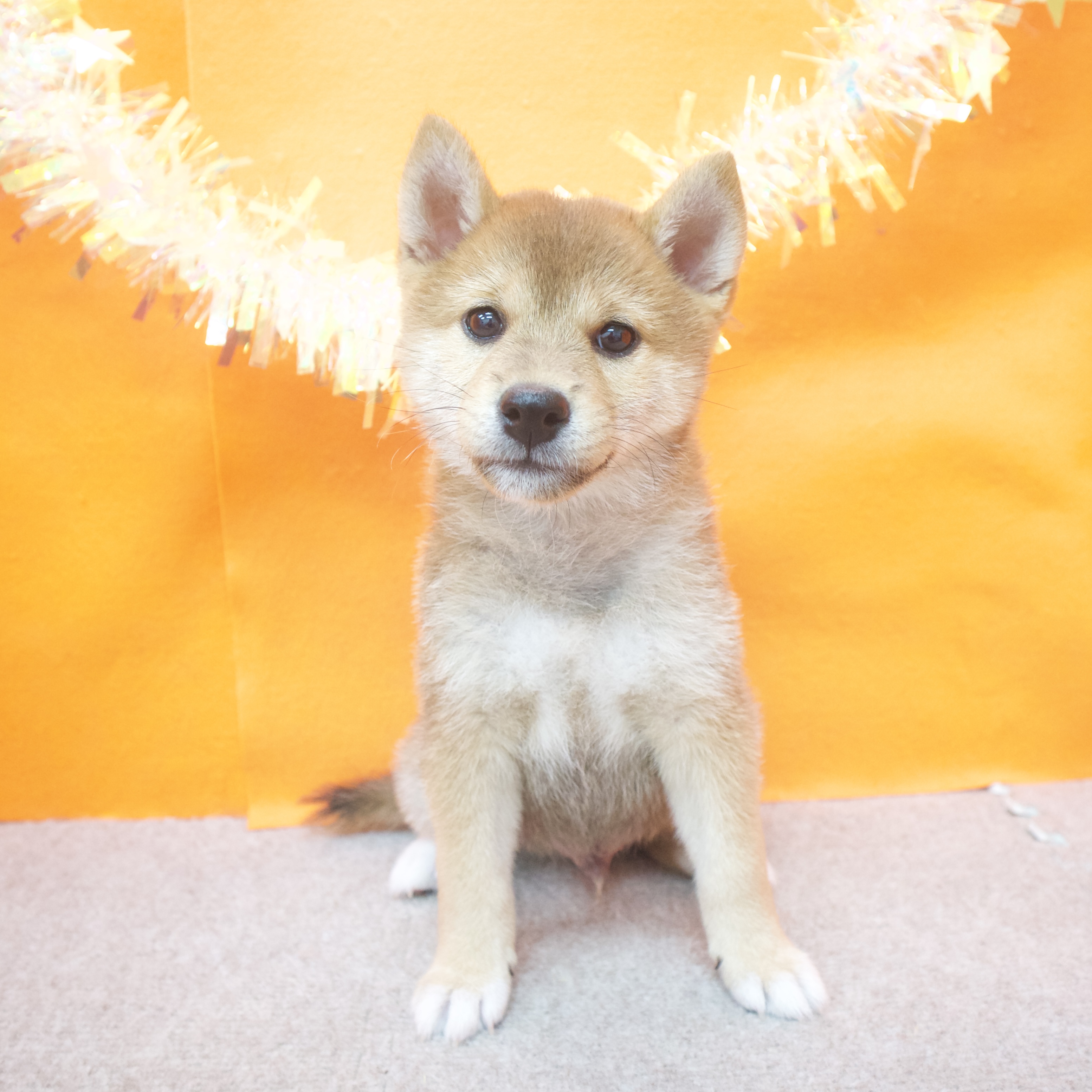 大阪府の柴犬(標準サイズ) (犬の家＆猫の里吹田店/2025年8月2日生まれ/男の子/赤)の子犬の1枚目の画像