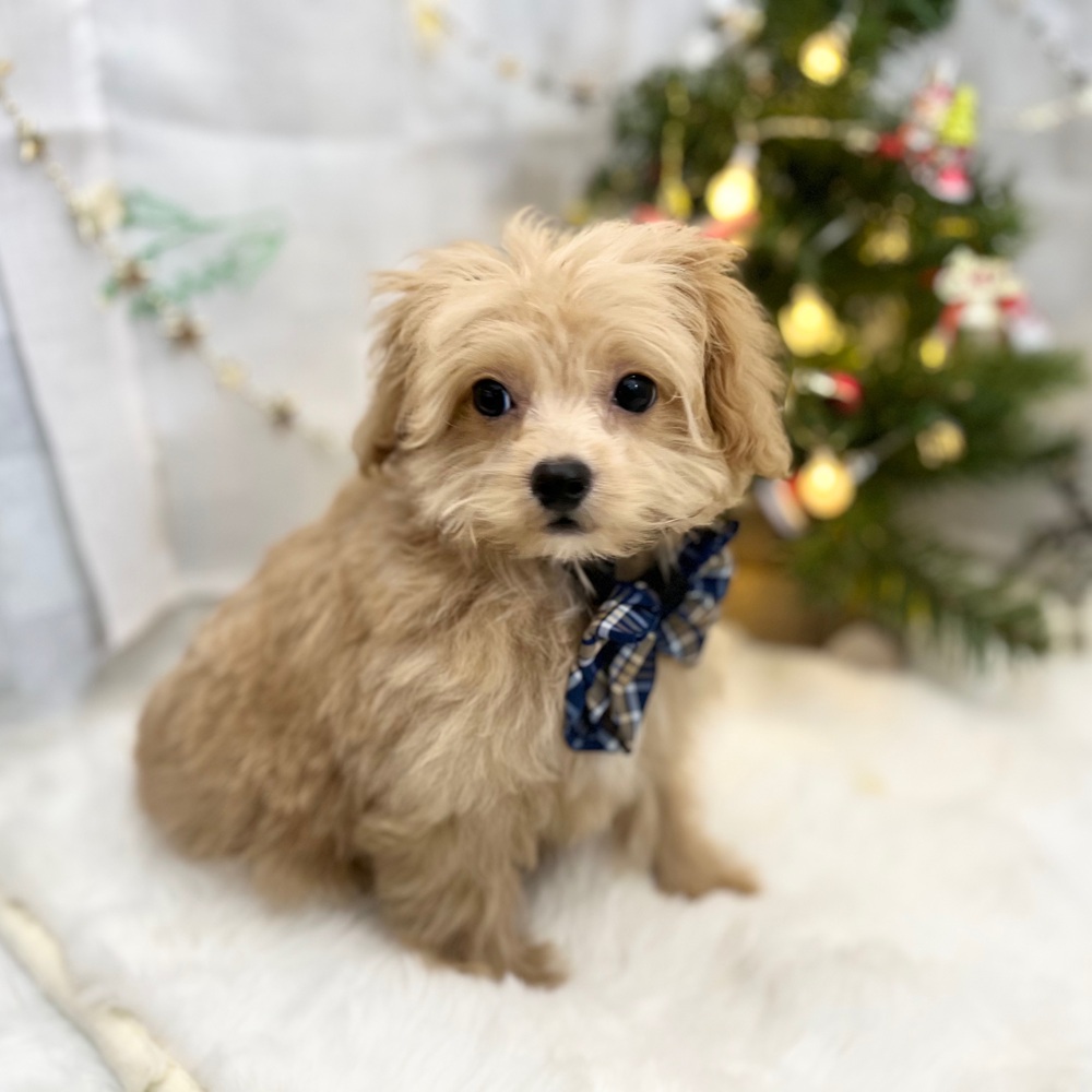 静岡県のペキプー(ペキニーズ×プードル) (犬の家＆猫の里MEGAドン・キホーテ袋井店/2025年8月10日生まれ/男の子/アプリコット)の子犬の2枚目の画像