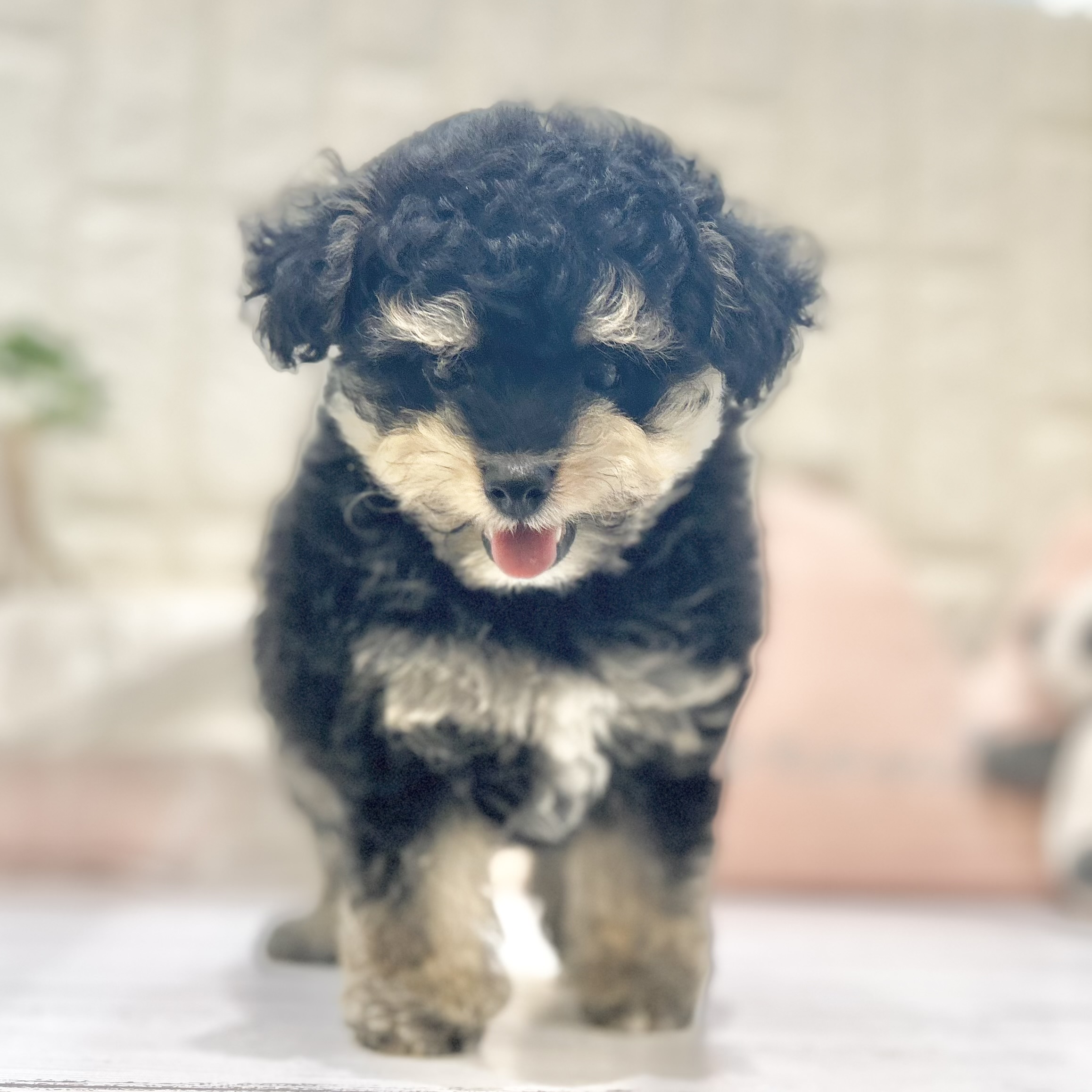 岡山県のポメプー(ポメラニアン×プードル) (犬の家＆猫の里倉敷店/2025年7月12日生まれ/男の子/ブラックタンクリーム)の子犬の2枚目の画像