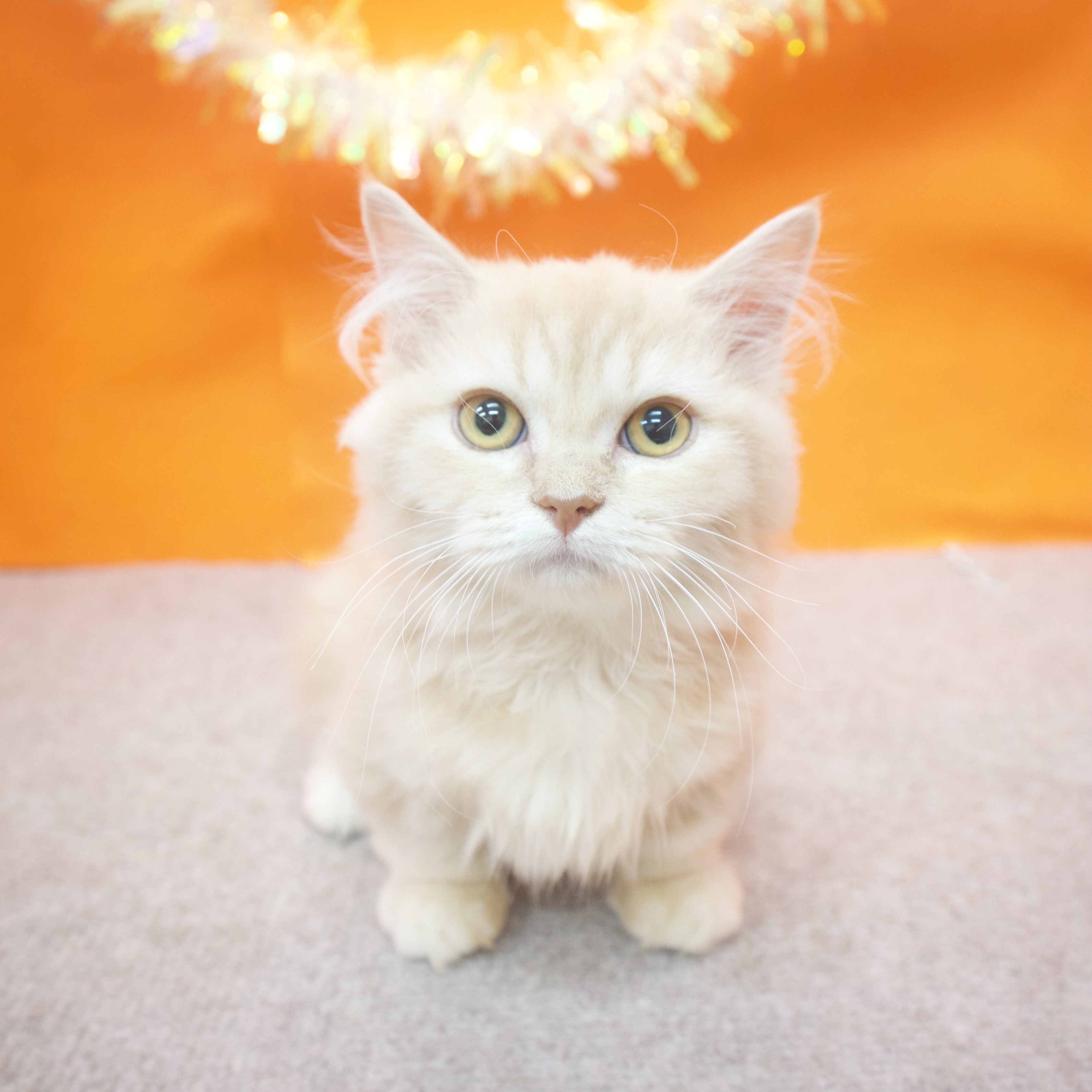 大阪府のマンチカン (犬の家&猫の里吹田店/2025年6月21日生まれ/女の子/クリームタビー)の子猫の1枚目の画像