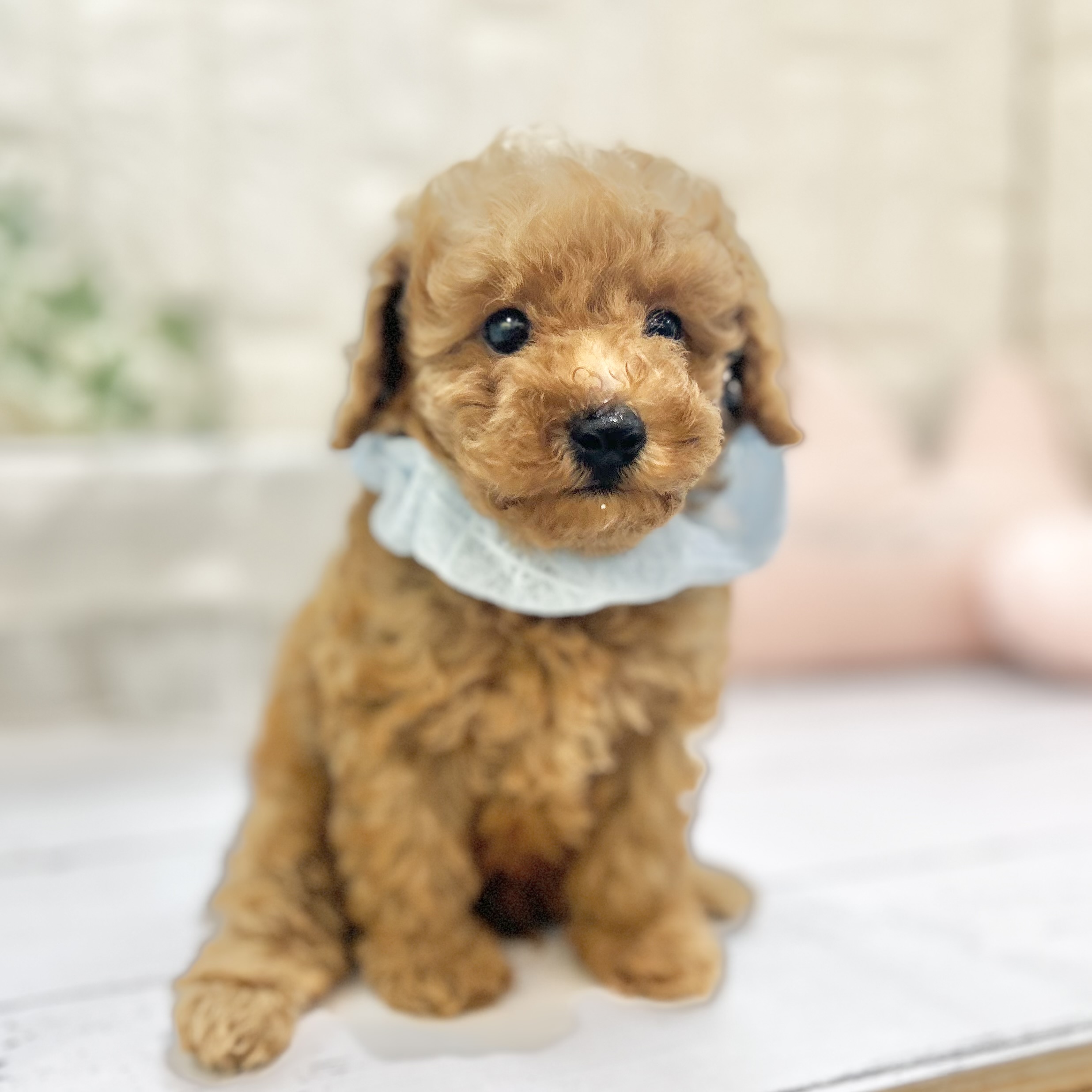 岡山県のトイプードル(トイ) (犬の家＆猫の里倉敷店/2025年7月11日生まれ/男の子/アプリコット)の子犬の1枚目の画像