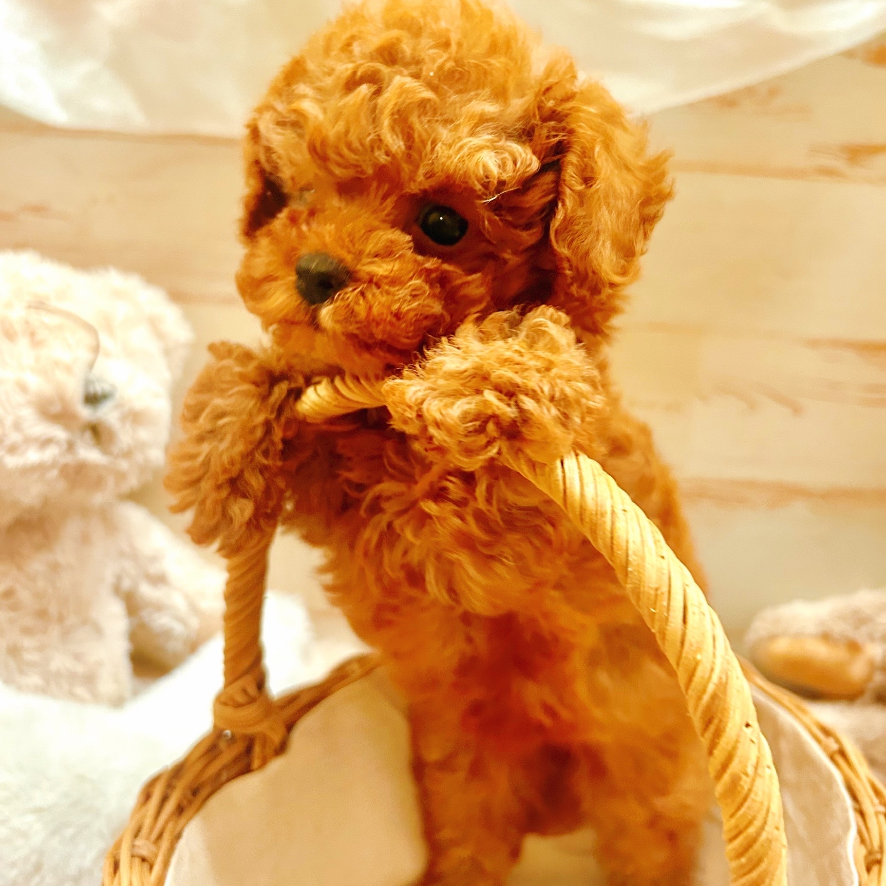 兵庫県のトイプードル(タイニー) (犬の家＆猫の里神戸店/2025年10月2日生まれ/女の子/レッドフォーン)の子犬の2枚目の画像