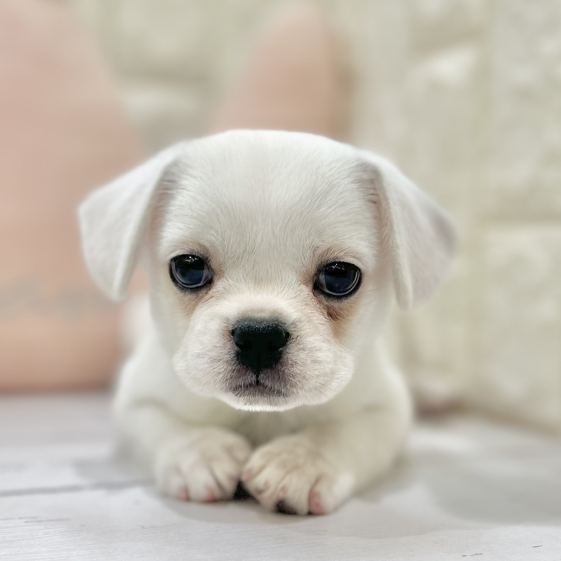 岡山県のハーフ犬・ミックス犬 (犬の家＆猫の里倉敷店/2025年7月12日生まれ/女の子/ホワイトクリーム)の子犬の1枚目の画像