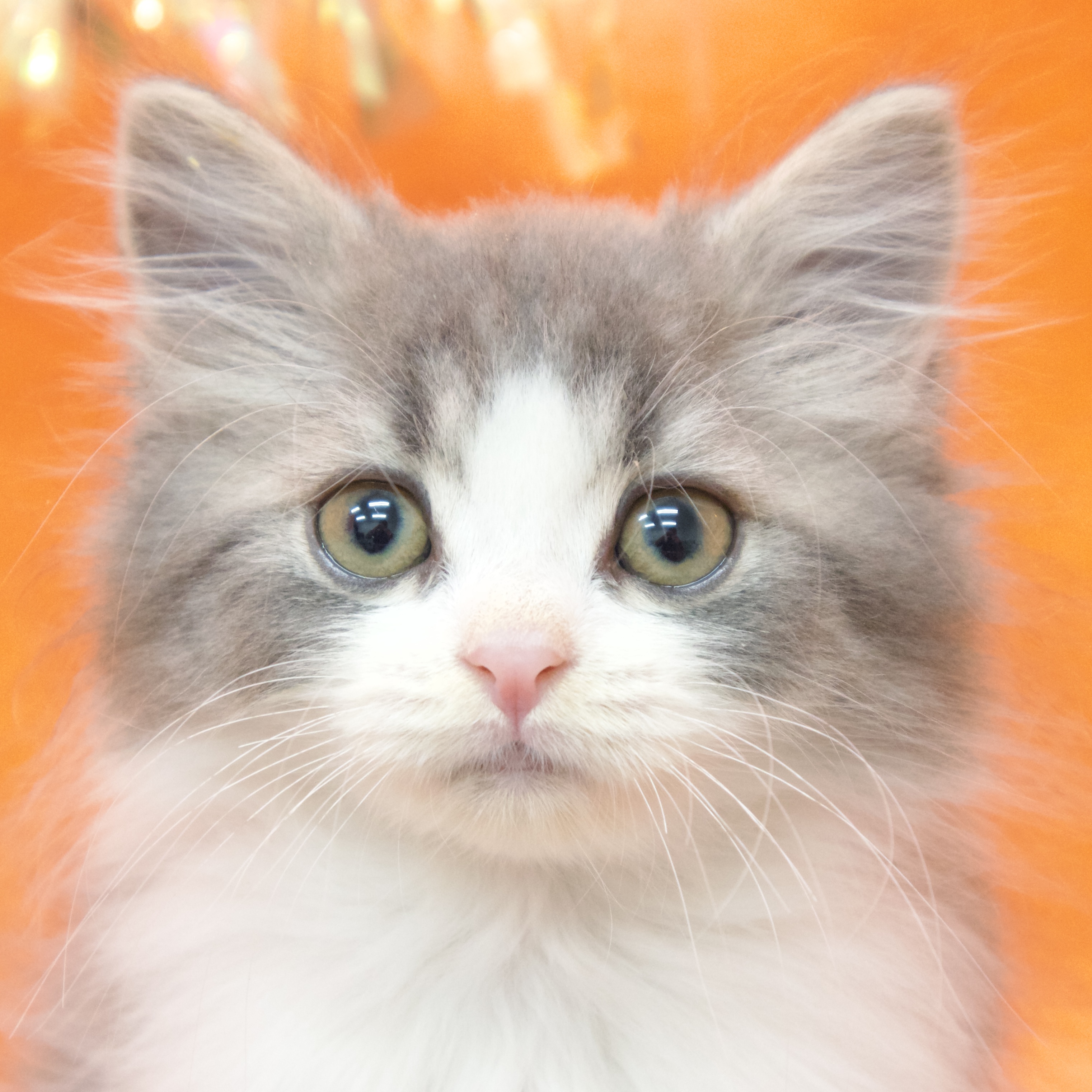 大阪府のスコティッシュストレート (犬の家&猫の里吹田店/2025年8月23日生まれ/男の子/ブルーホワイト)の子猫