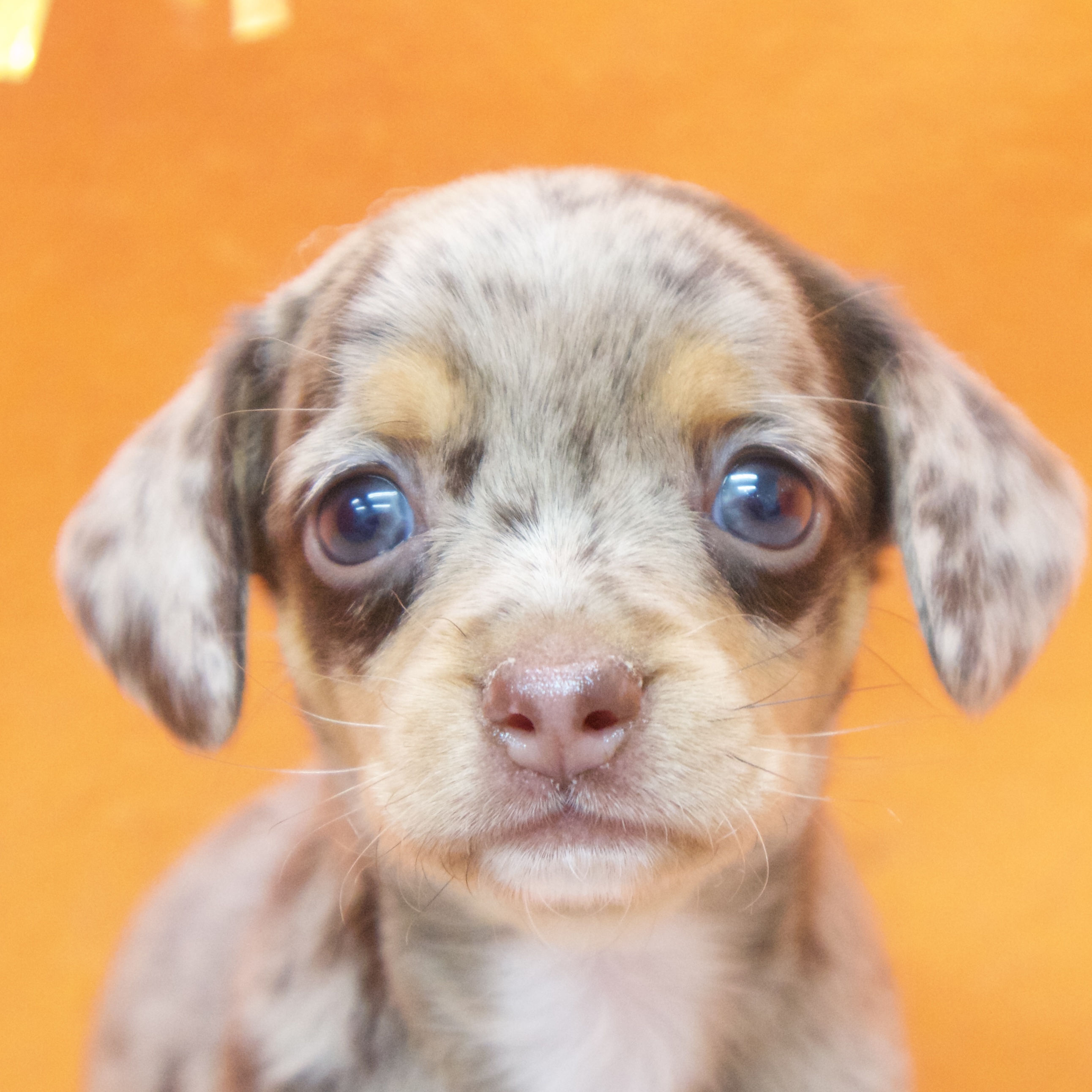 大阪府のチワックス(チワワ×ダックス) (犬の家&猫の里吹田店/2025年8月29日生まれ/女の子/チョコレートダップル)の子犬