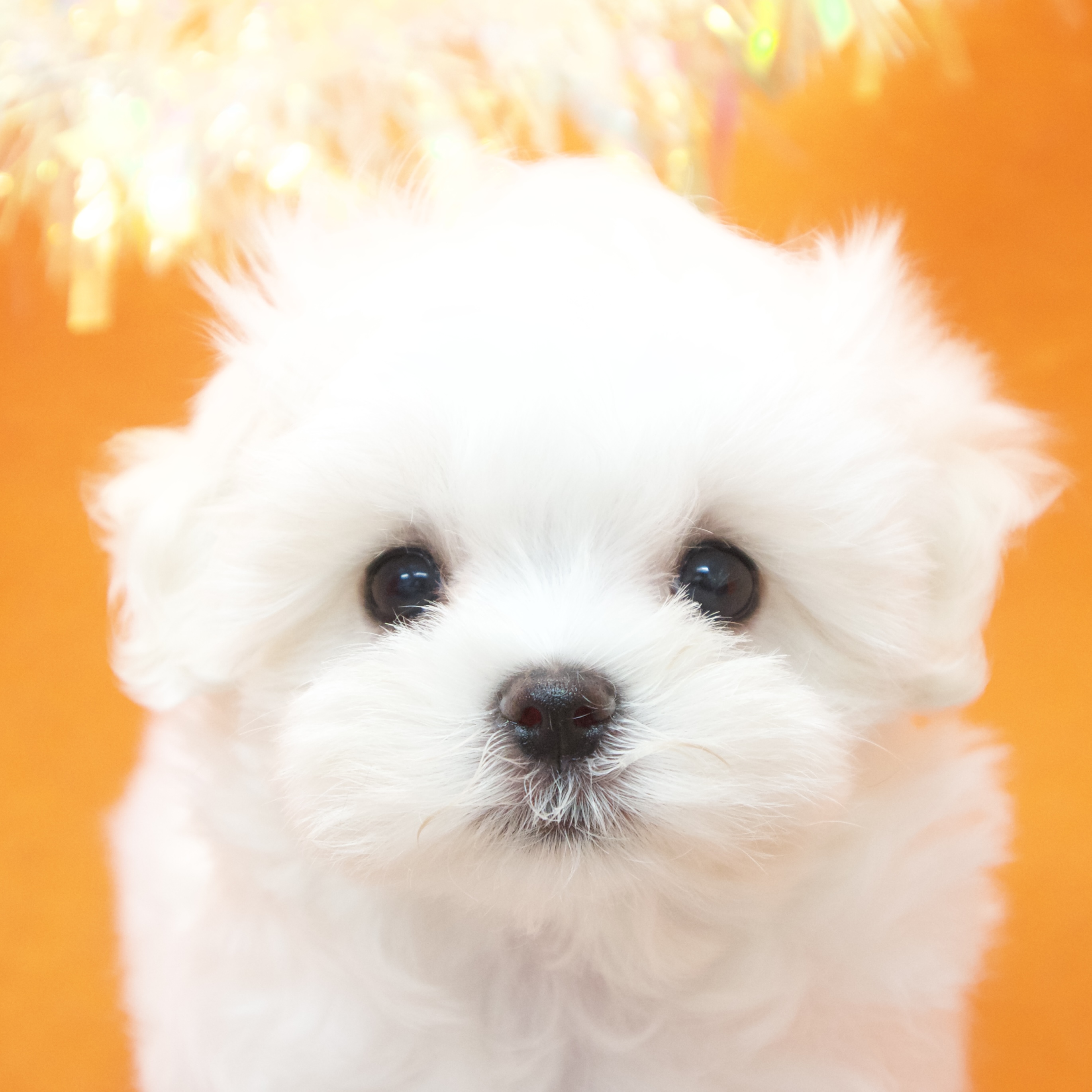 大阪府のマルチーズ (犬の家&猫の里吹田店/2025年8月28日生まれ/女の子/ホワイト)の子犬