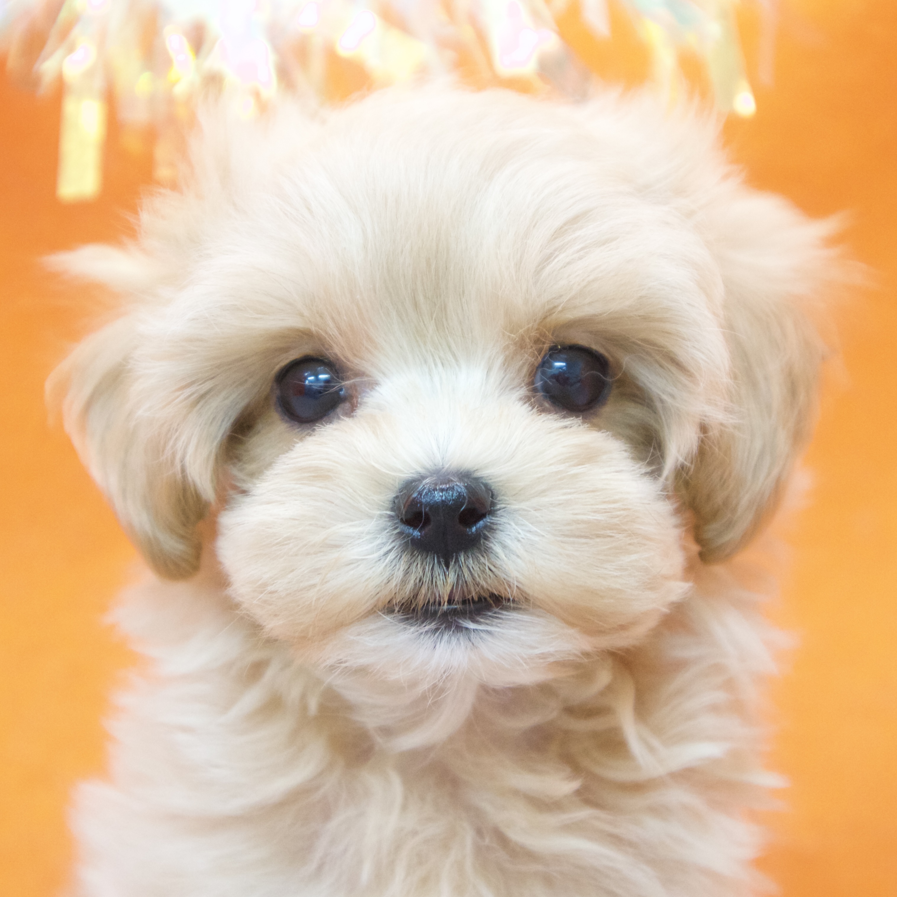 大阪府のマルプー(マルチーズ×プードル) (犬の家&猫の里吹田店/2025年8月28日生まれ/女の子/アプリコット)の子犬