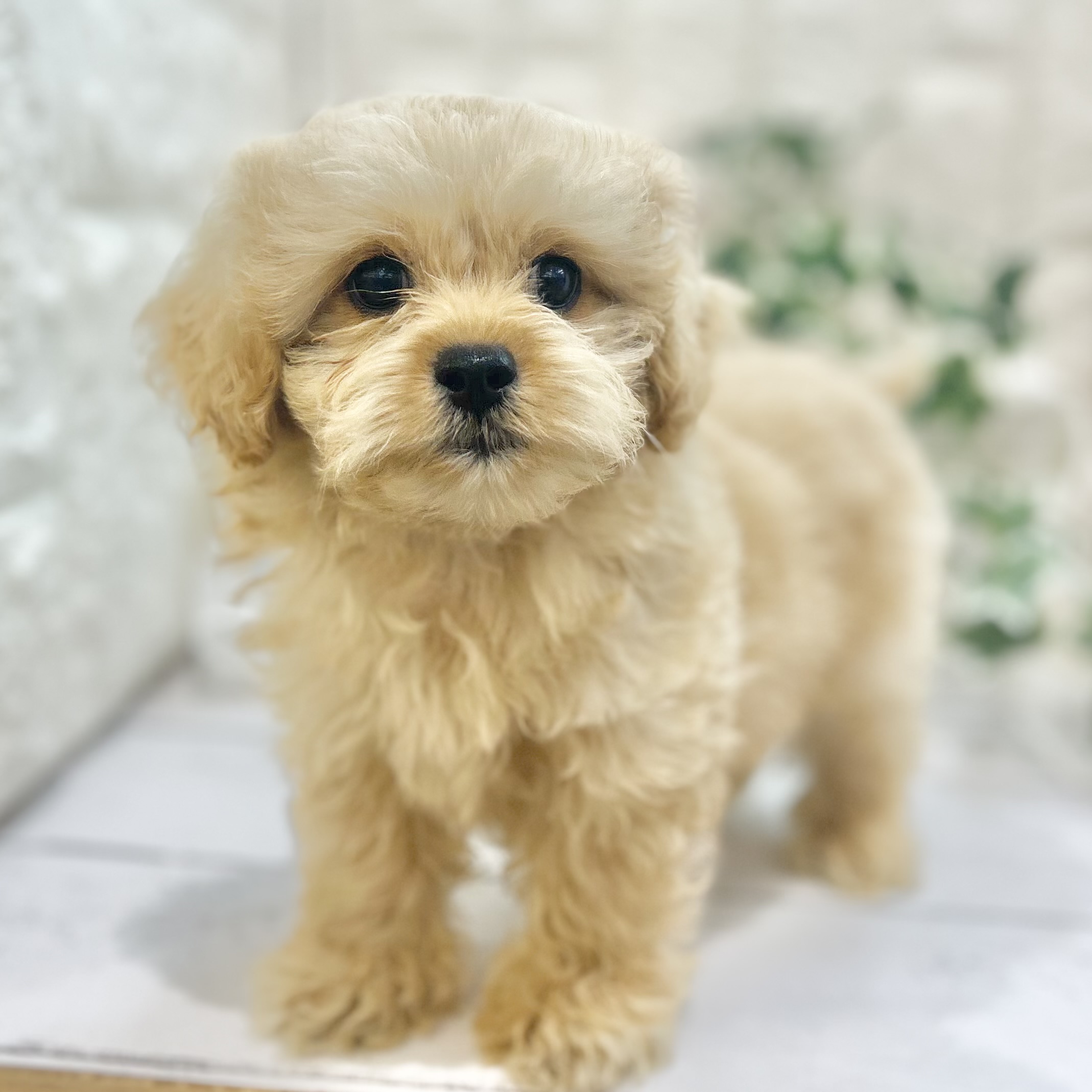 岡山県のペキプー(ペキニーズ×プードル) (犬の家＆猫の里倉敷店/2025年6月21日生まれ/男の子/アプリコット)の子犬の1枚目の画像