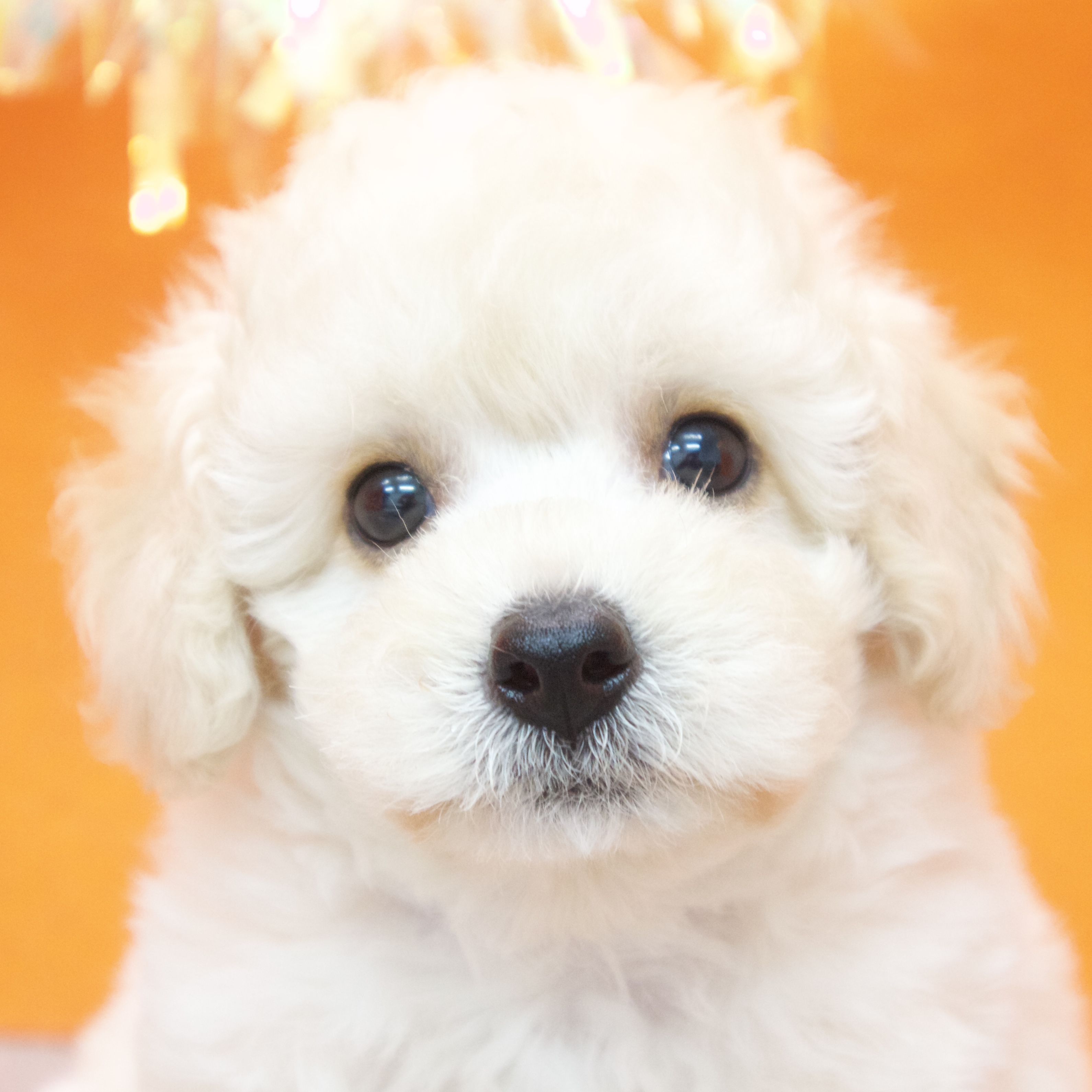 大阪府のトイプードル(トイ) (犬の家＆猫の里吹田店/2025年9月4日生まれ/男の子/クリーム)の子犬の1枚目の画像