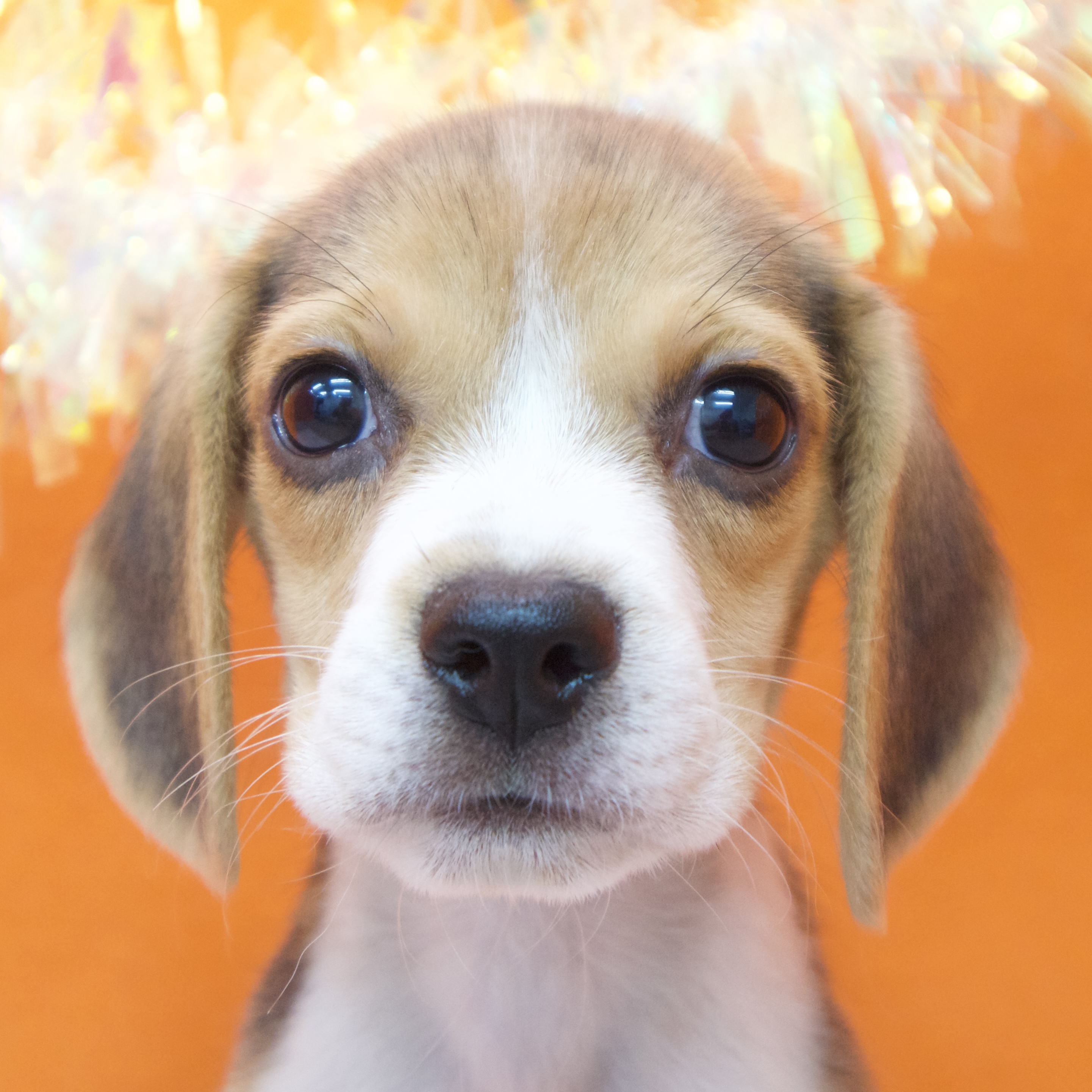 大阪府のビーグル (犬の家＆猫の里吹田店/2025年8月28日生まれ/女の子/ブラックタンホワイト)の子犬の1枚目の画像