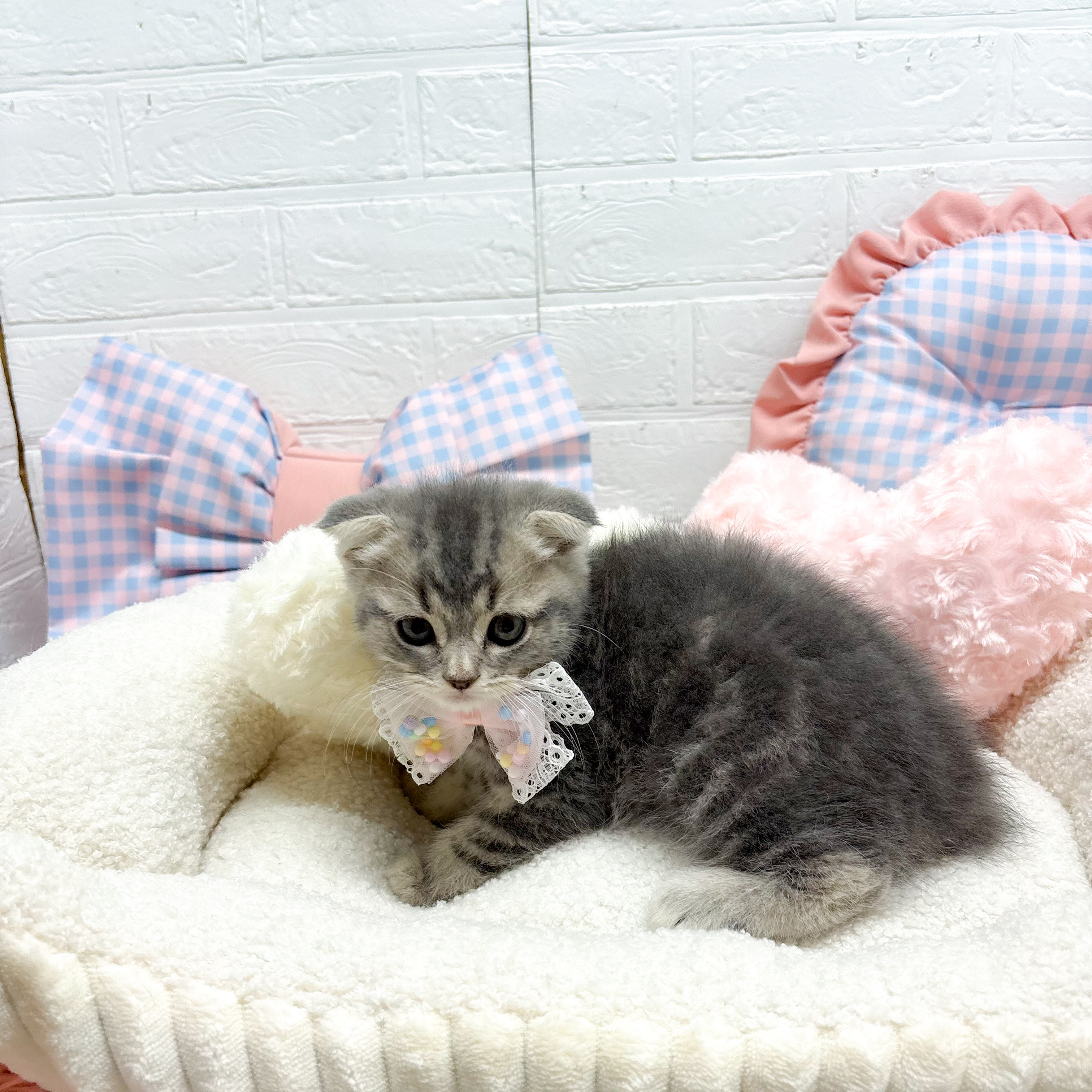 神奈川県のスコティッシュフォールド (犬の家＆猫の里元住吉ブレーメン通り店/2025年8月12日生まれ/男の子/ブルータビー)の子猫の1枚目の画像