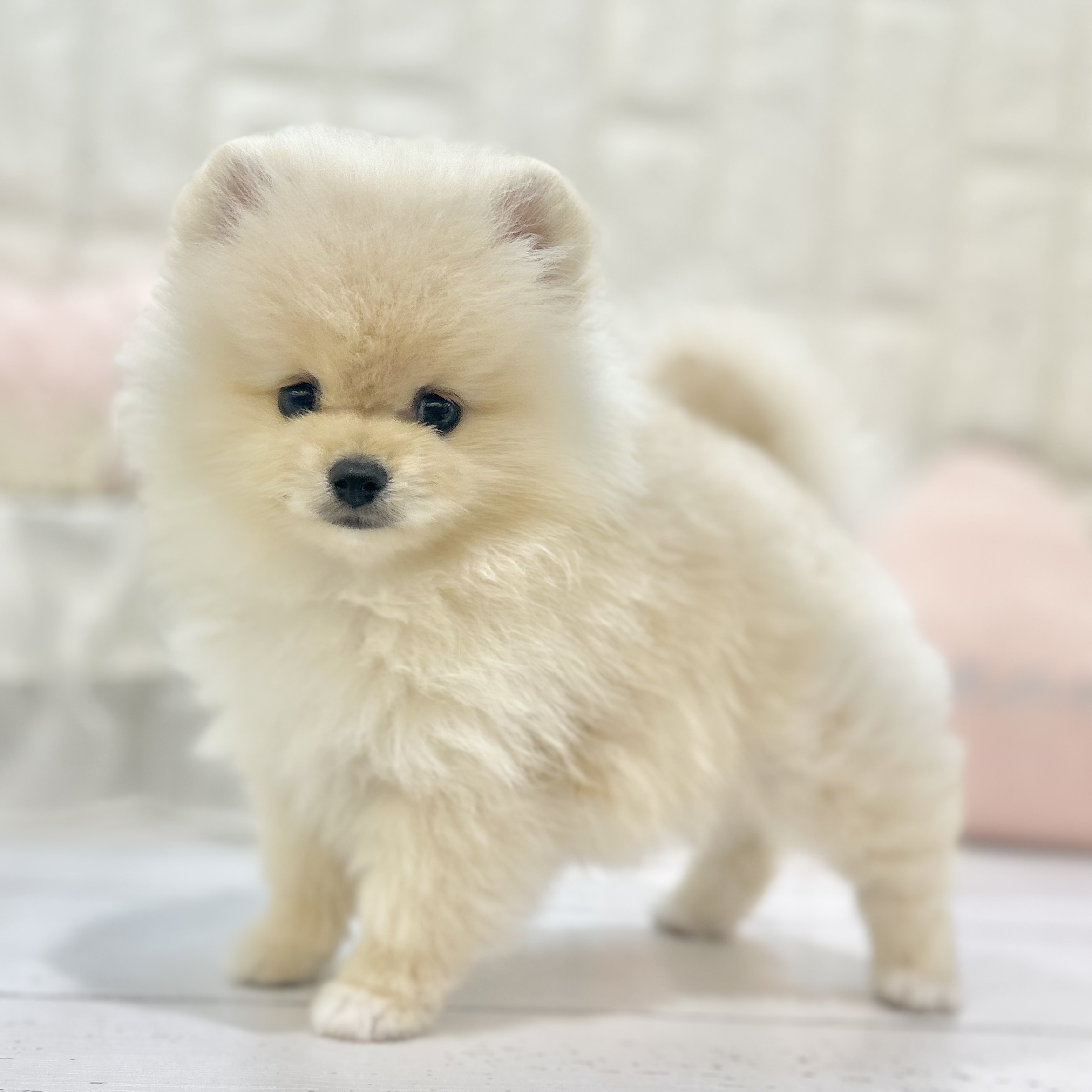 岡山県のポメラニアン (犬の家＆猫の里倉敷店/2025年7月13日生まれ/男の子/クリーム)の子犬の1枚目の画像