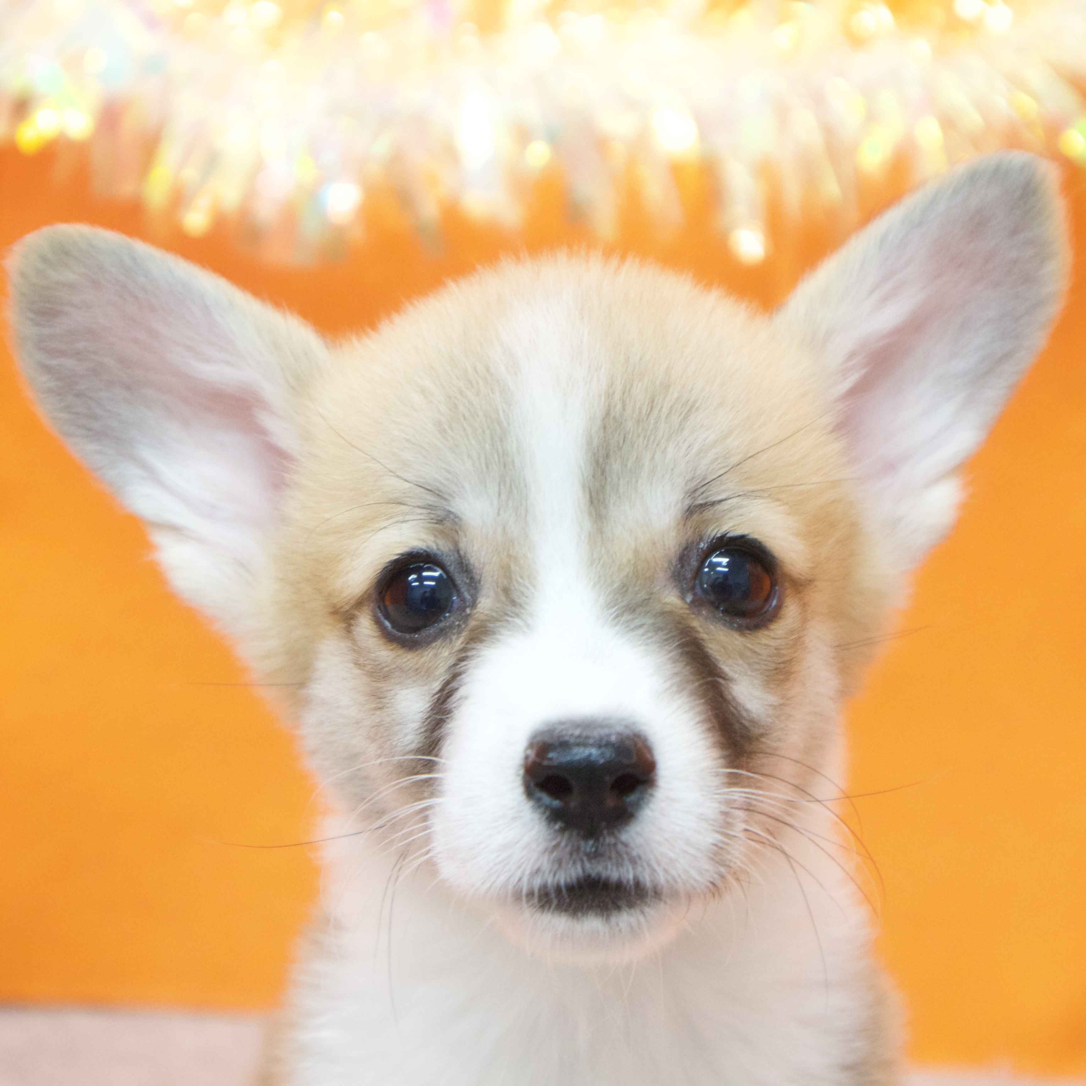 大阪府のウェルシュコーギーペンブローク (犬の家＆猫の里吹田店/2025年9月5日生まれ/女の子/レッドホワイト)の子犬の1枚目の画像