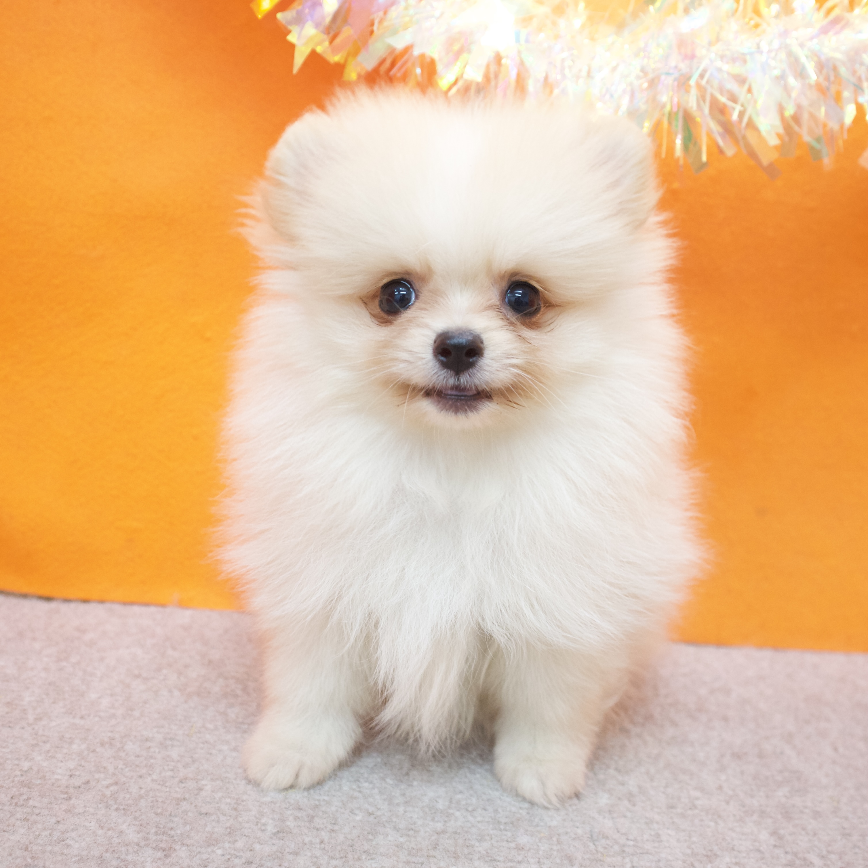 大阪府のポメラニアン (犬の家＆猫の里吹田店/2025年9月5日生まれ/男の子/クリームホワイト)の子犬の2枚目の画像