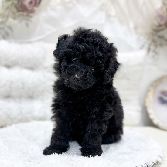 トイプードル女の子の写真