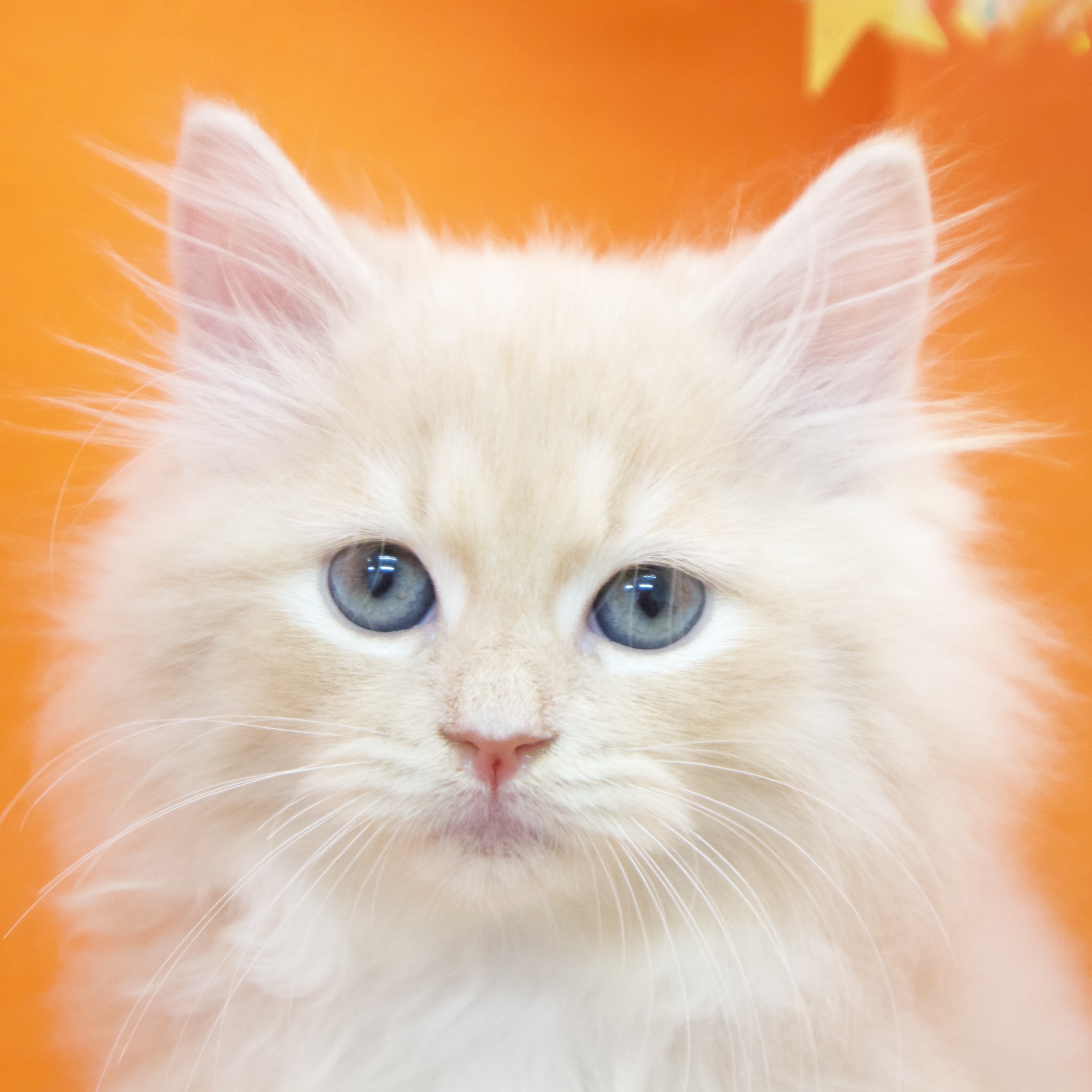 大阪府のサイベリアン (犬の家＆猫の里吹田店/2025年9月5日生まれ/男の子/クリームタビーホワイト)の子猫の1枚目の画像