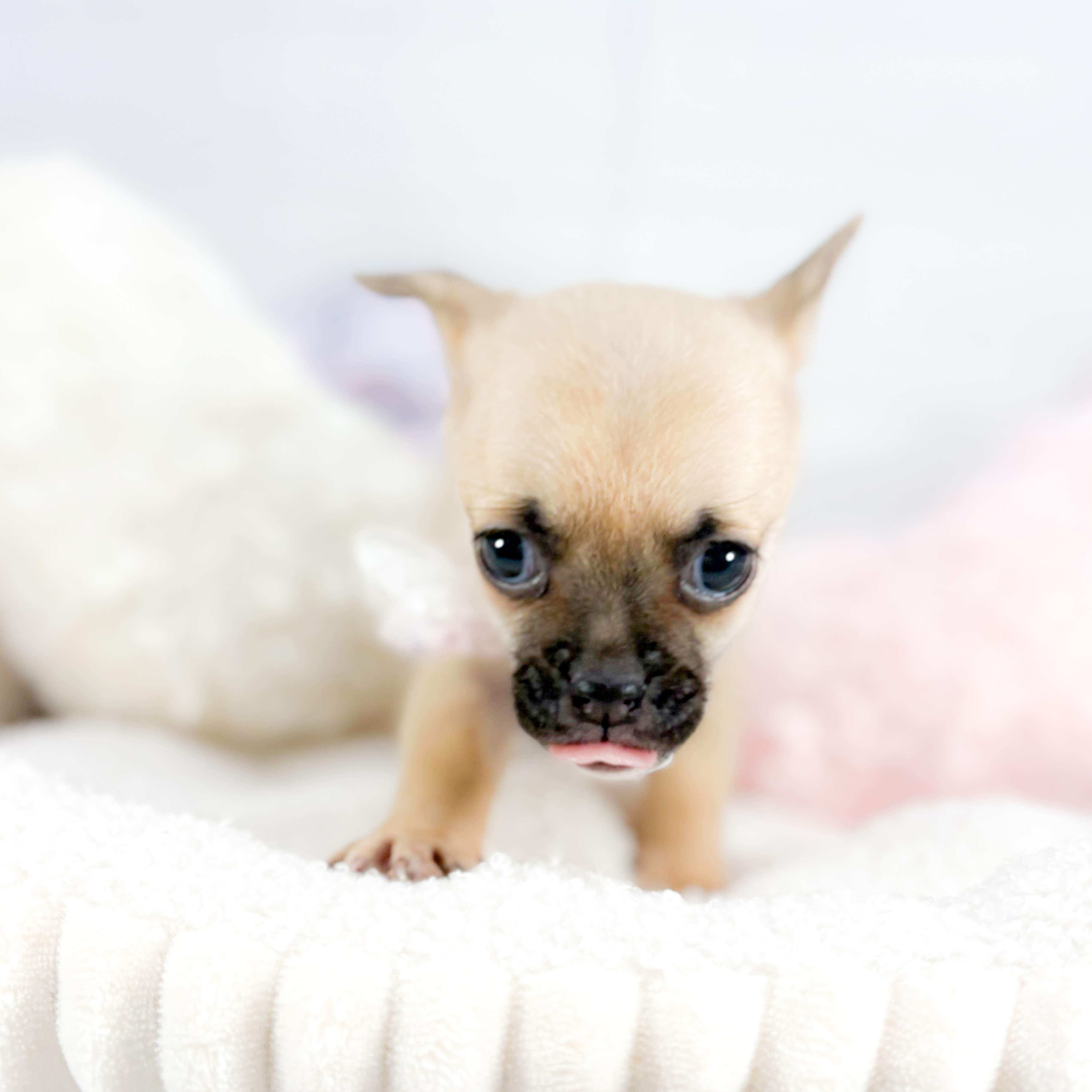 神奈川県のチワパグ/パグチー(チワワ×パグ) (犬の家＆猫の里元住吉ブレーメン通り店/2025年8月24日生まれ/女の子/フォーン)の子犬の2枚目の画像