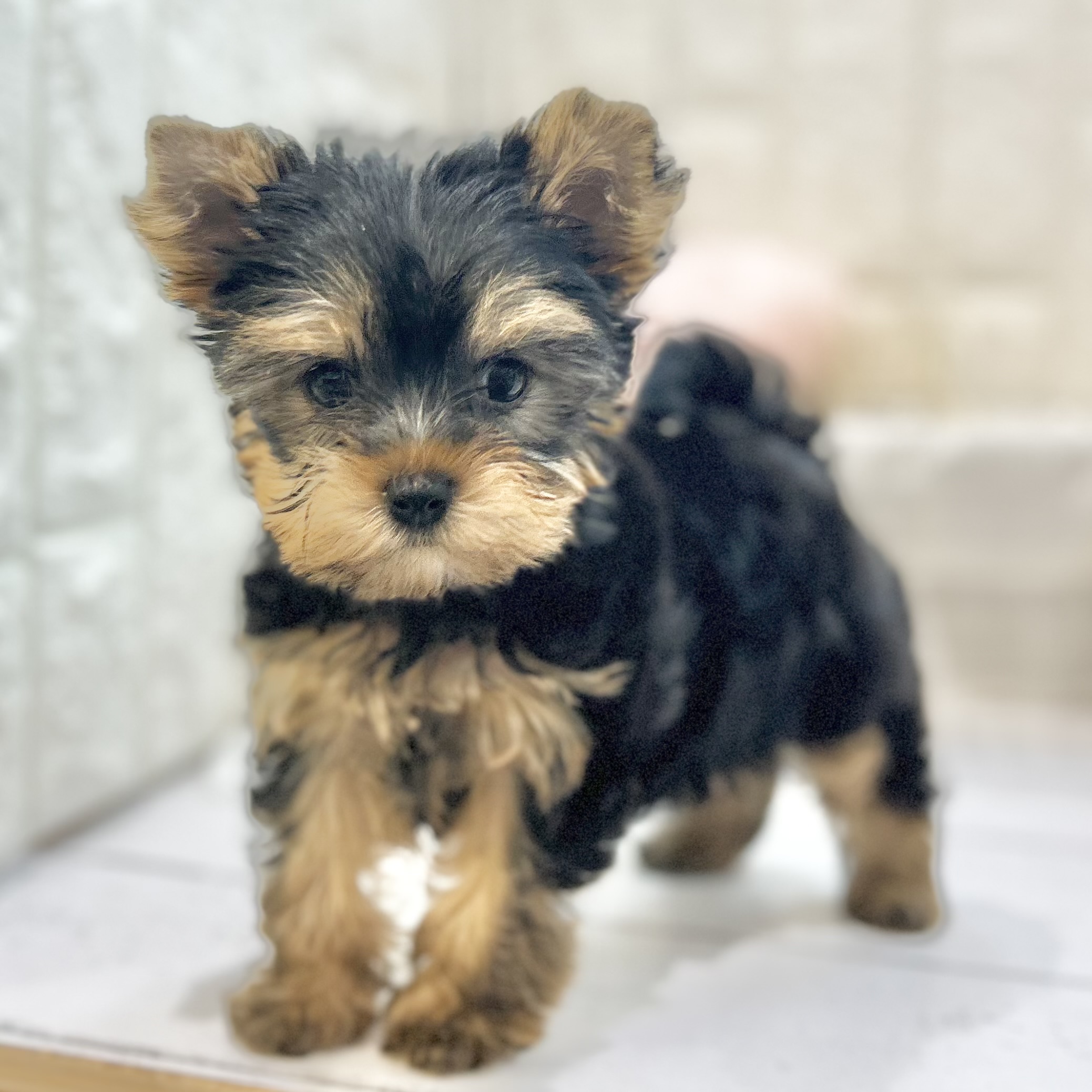 岡山県のヨークシャーテリア (犬の家＆猫の里倉敷店/2025年7月12日生まれ/男の子/スチールブルータン)の子犬の2枚目の画像