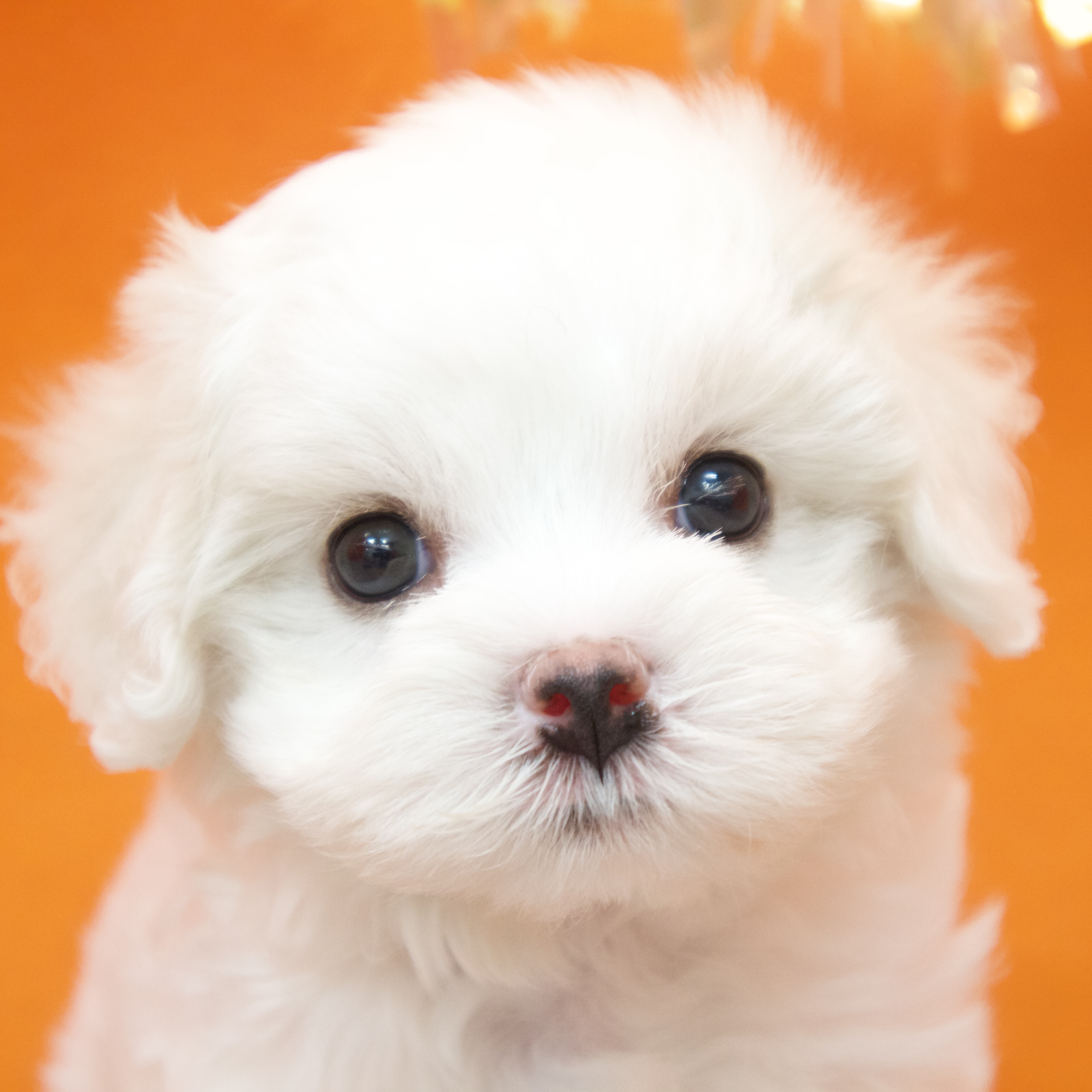 大阪府のハーフ犬・ミックス犬 (犬の家＆猫の里吹田店/2025年9月8日生まれ/女の子/ホワイト)の子犬の1枚目の画像