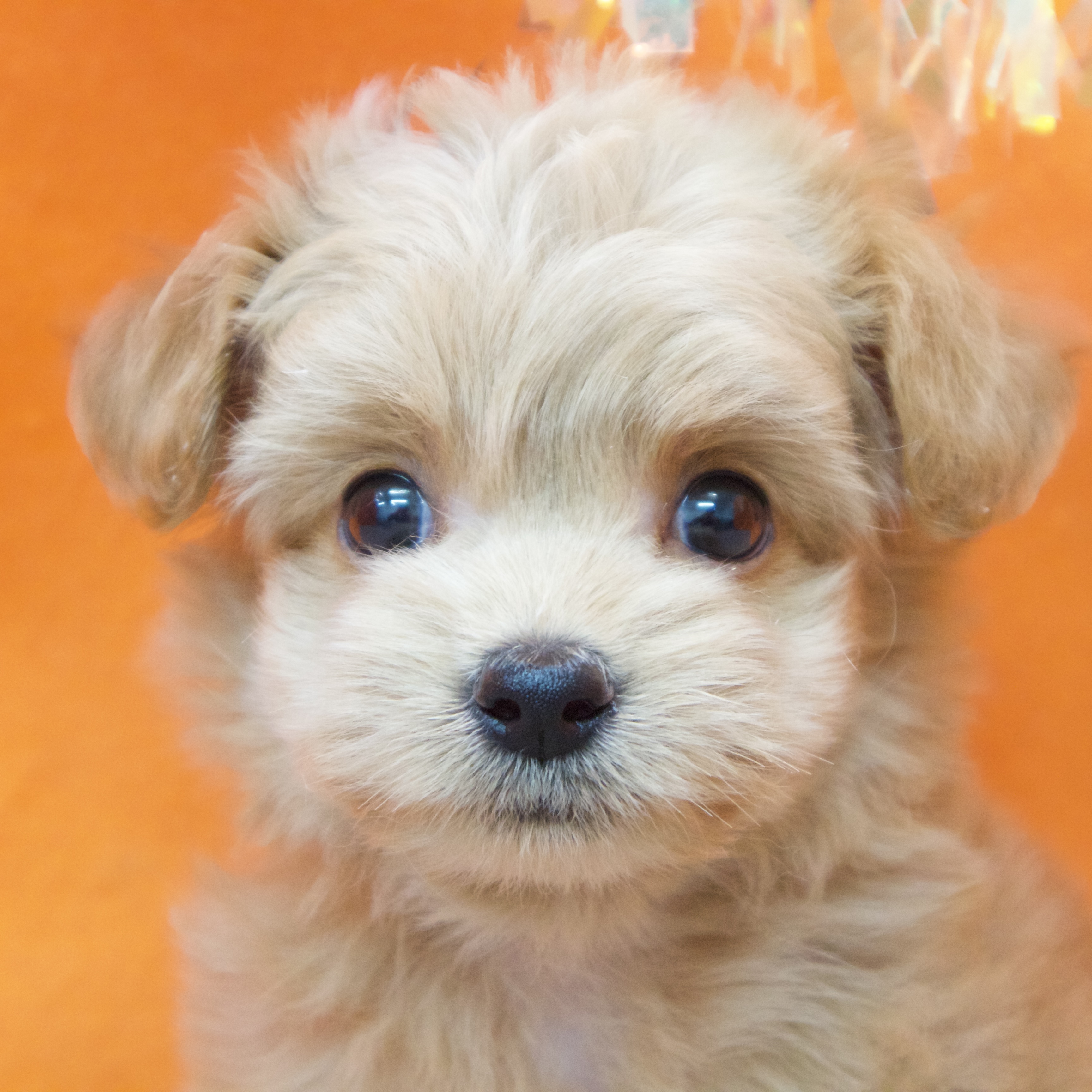 大阪府のチワプー/プーチー(チワワ×プードル) (犬の家＆猫の里吹田店/2025年9月10日生まれ/男の子/クリーム)の子犬の1枚目の画像